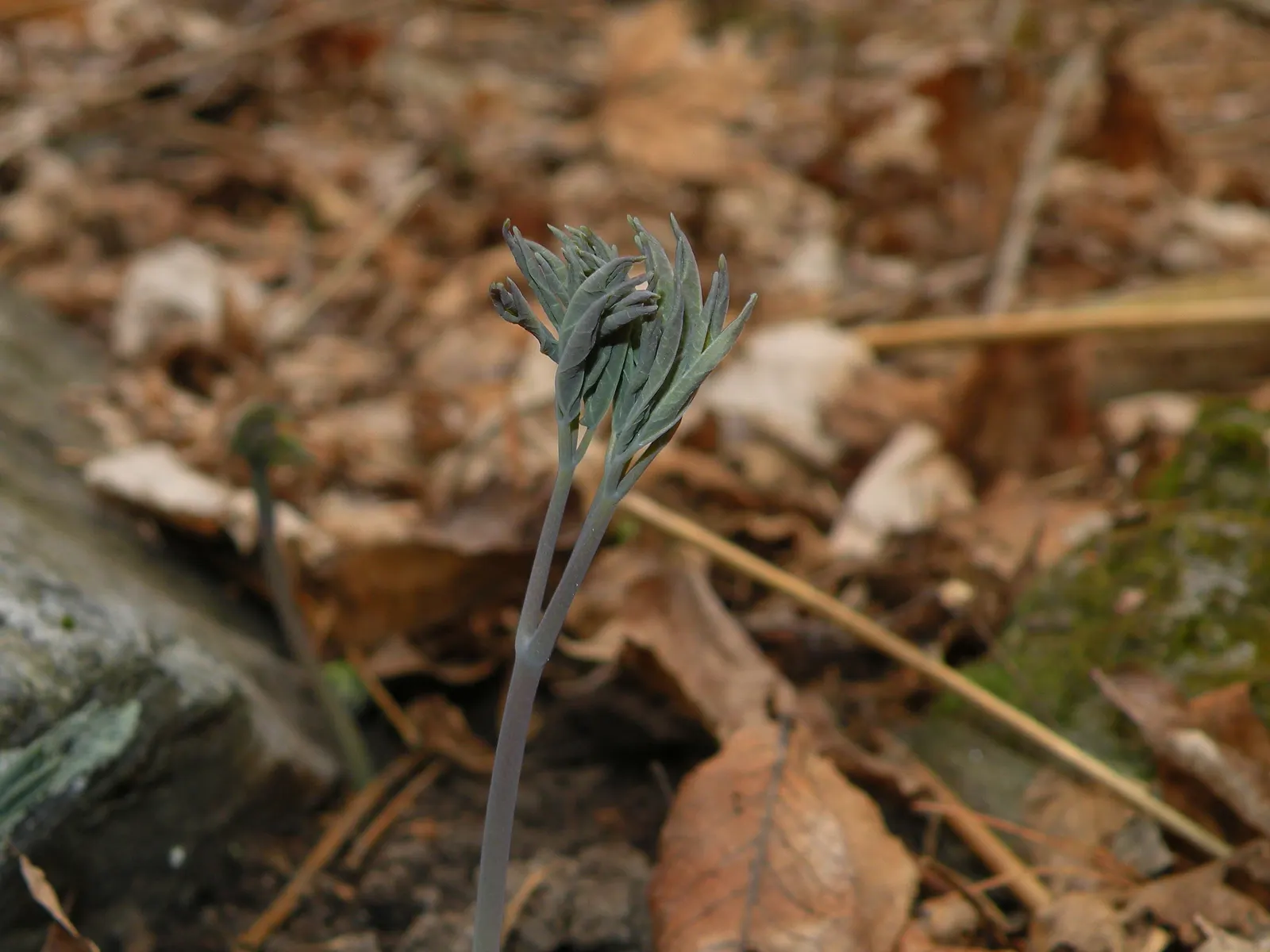 Blue Cohosh (Caulophyllum Thalictroides) — It requires rich, moist soil and prefers a spot with dappled sunlight to full shade; blue Cohosh is perfectly suited