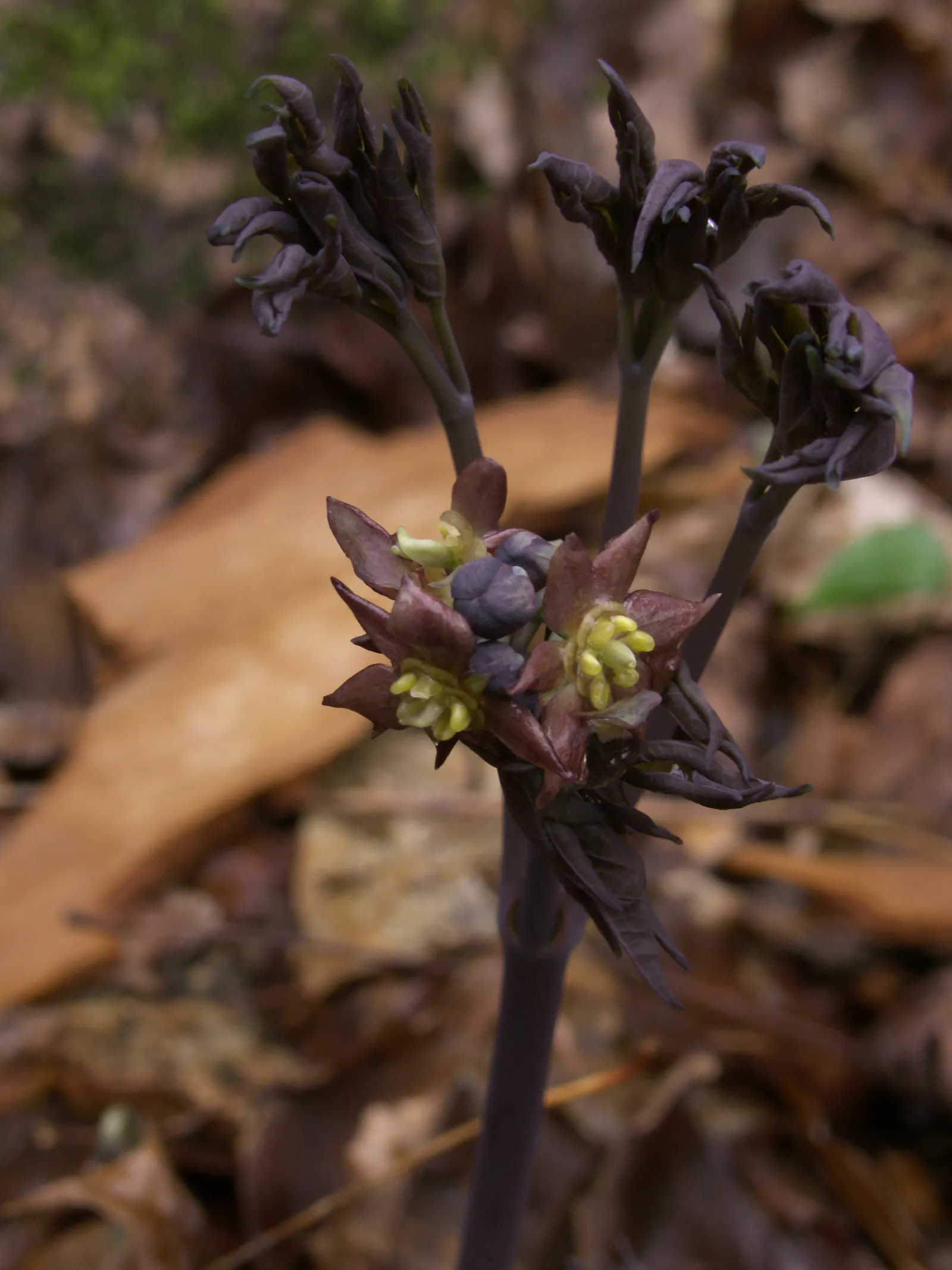 Blue Cohosh (Caulophyllum Thalictroides) — perennial with green and yellow blooms; yellow-green flowers appear above the foliage canopy