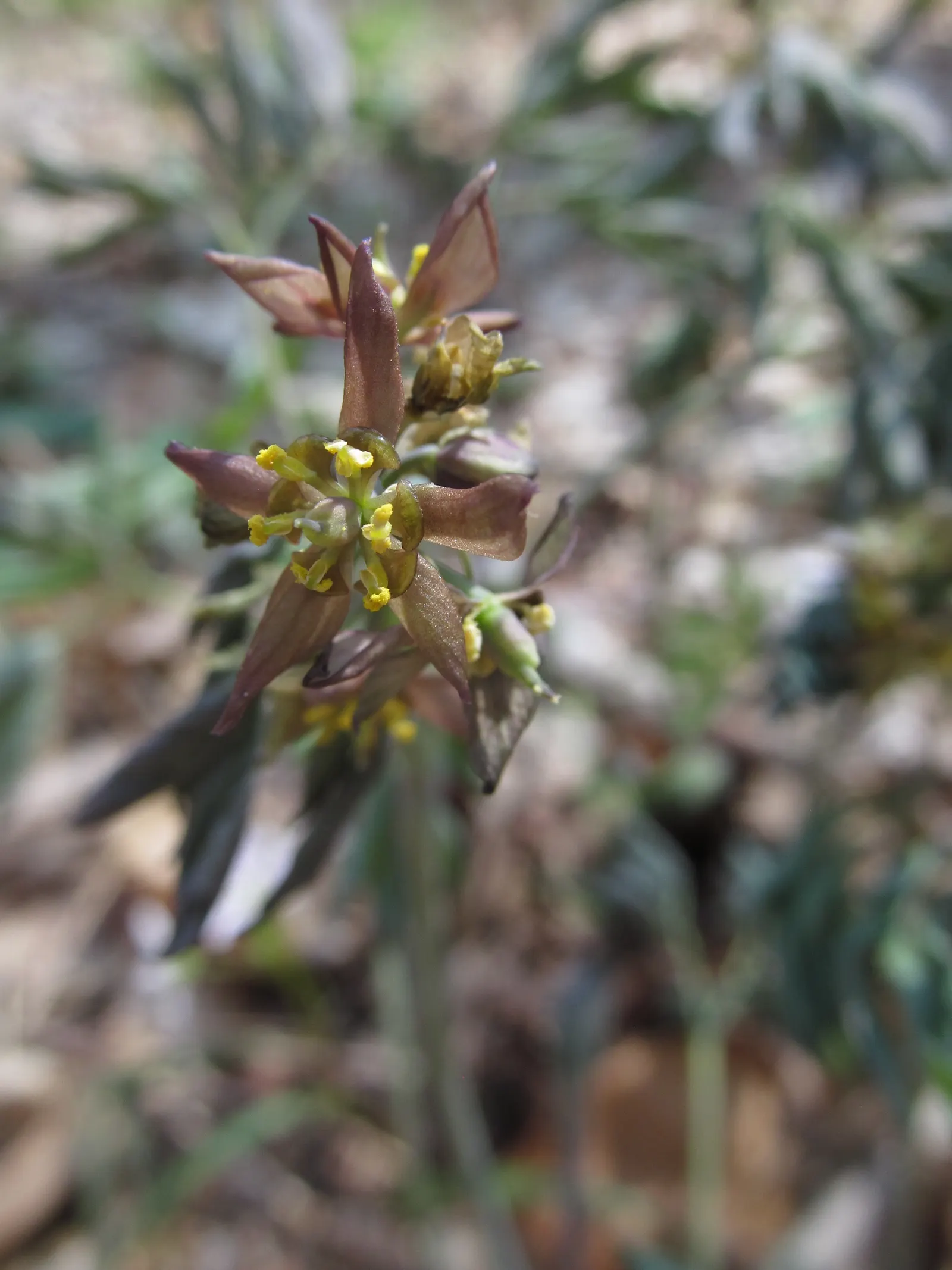 Blue Cohosh (Caulophyllum Thalictroides) — perennial with green and yellow blooms