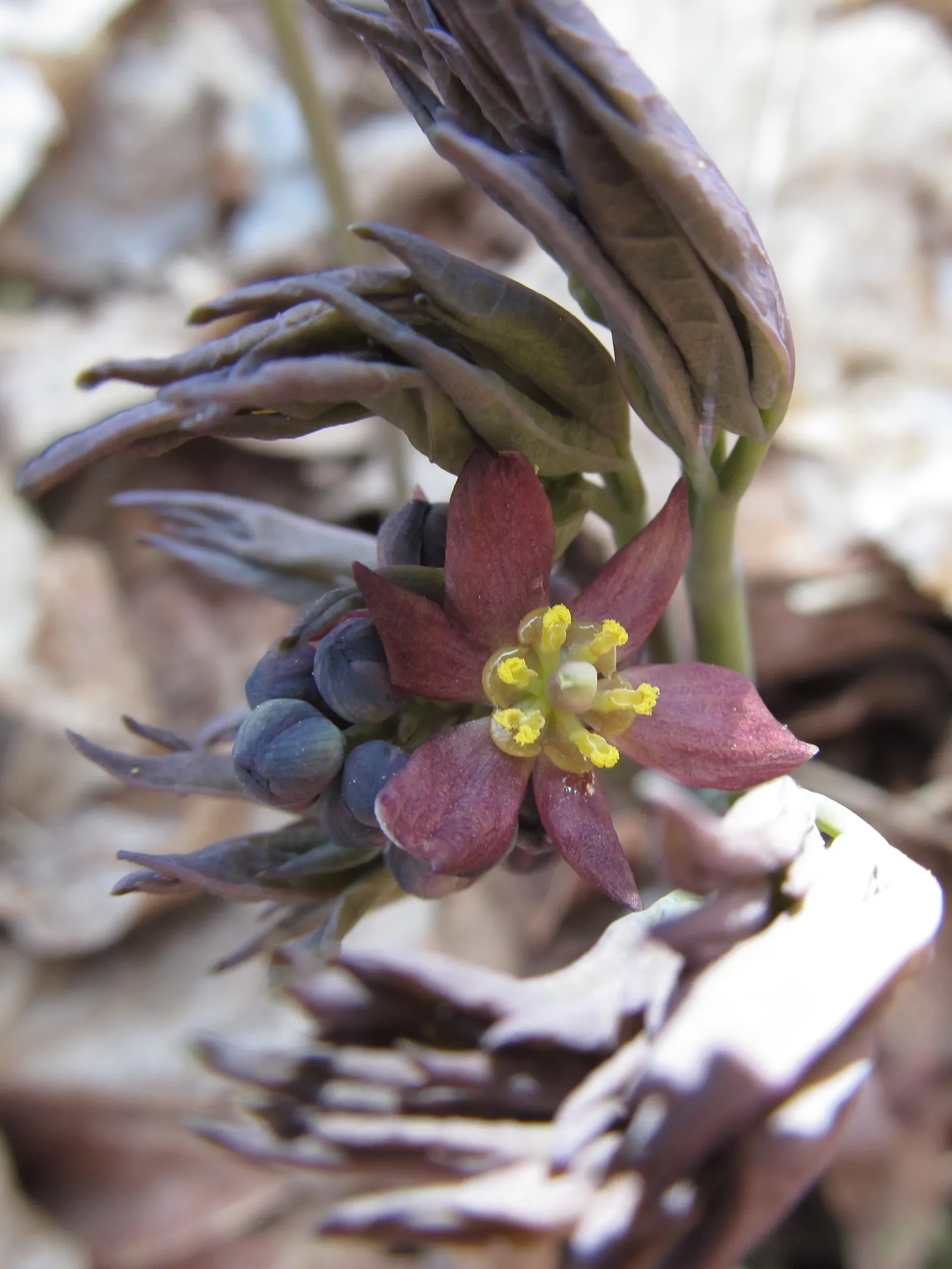 Blue Cohosh (Caulophyllum Thalictroides) — green and yellow flowers in the garden