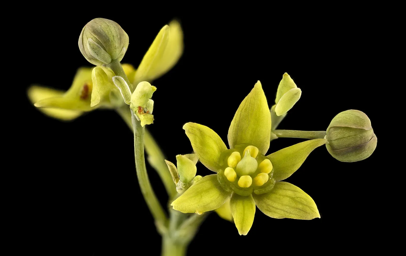 Blue Cohosh (Caulophyllum Thalictroides) — emerging with a purplish tint in spring and maturing to blue-green as the season progresses; it requires, image 80