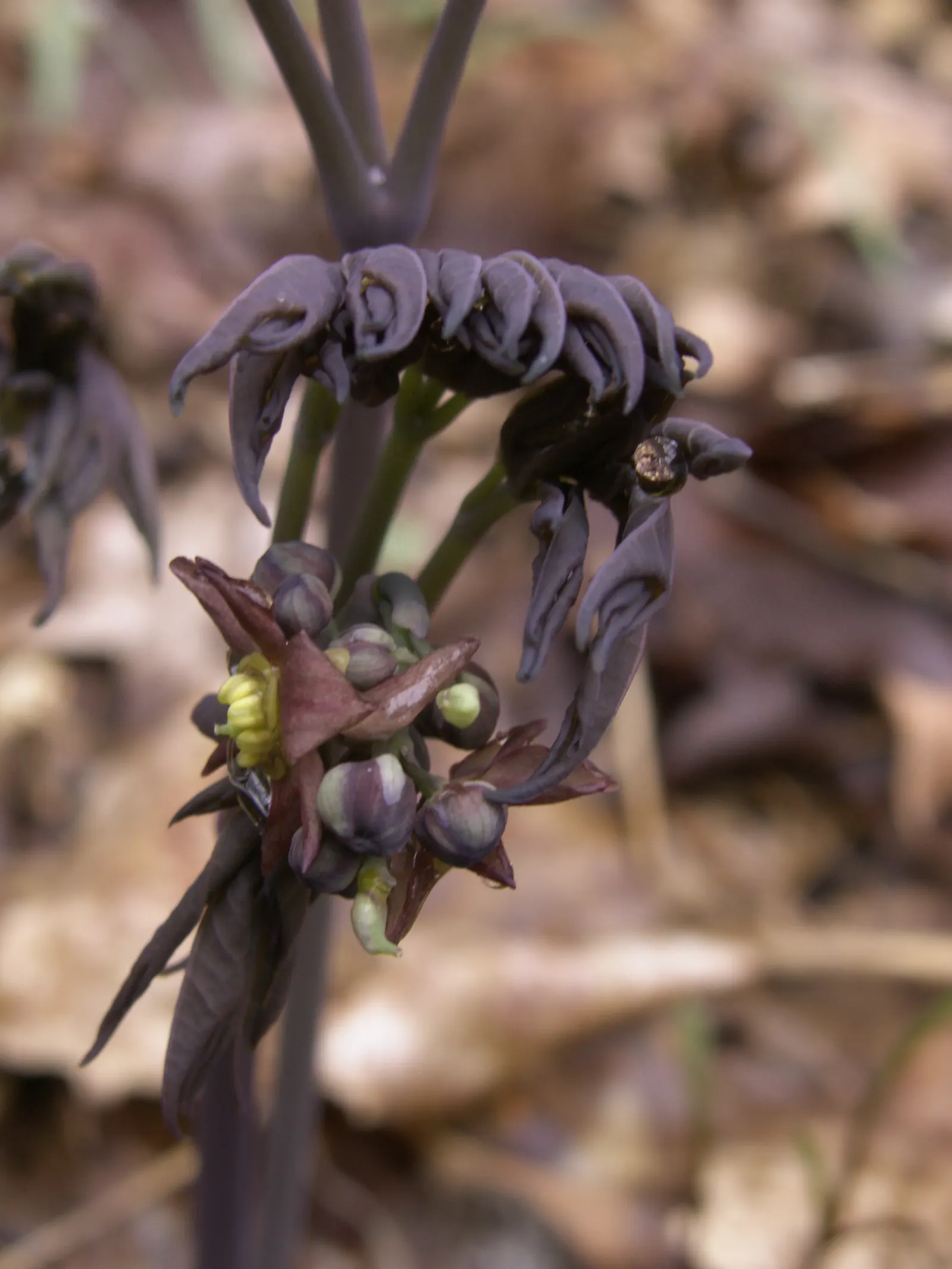 Blue Cohosh (Caulophyllum Thalictroides) — yellow-green to brown flowers in early spring; blue Cohosh should be planted in partial to full shade, image 49