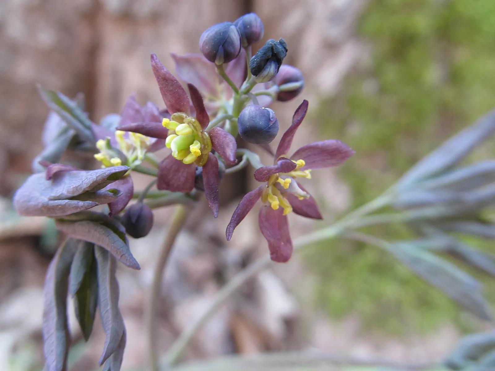 Blue Cohosh (Caulophyllum Thalictroides) — yellow-green to brown flowers in early spring; blue Cohosh should be planted in partial to full shade