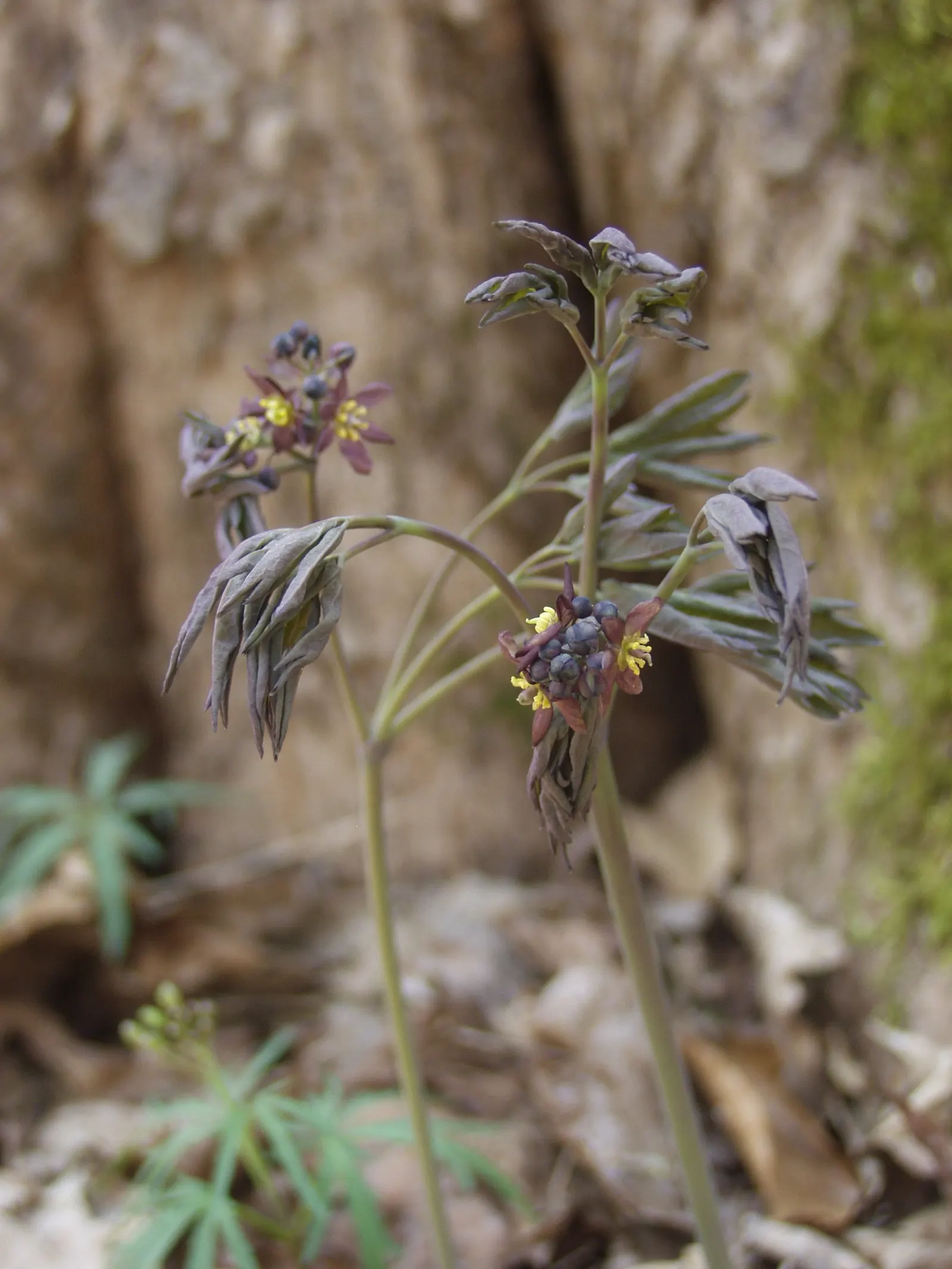 Blue Cohosh (Caulophyllum Thalictroides) — emerging with a purplish tint in spring and maturing to blue-green as the season progresses