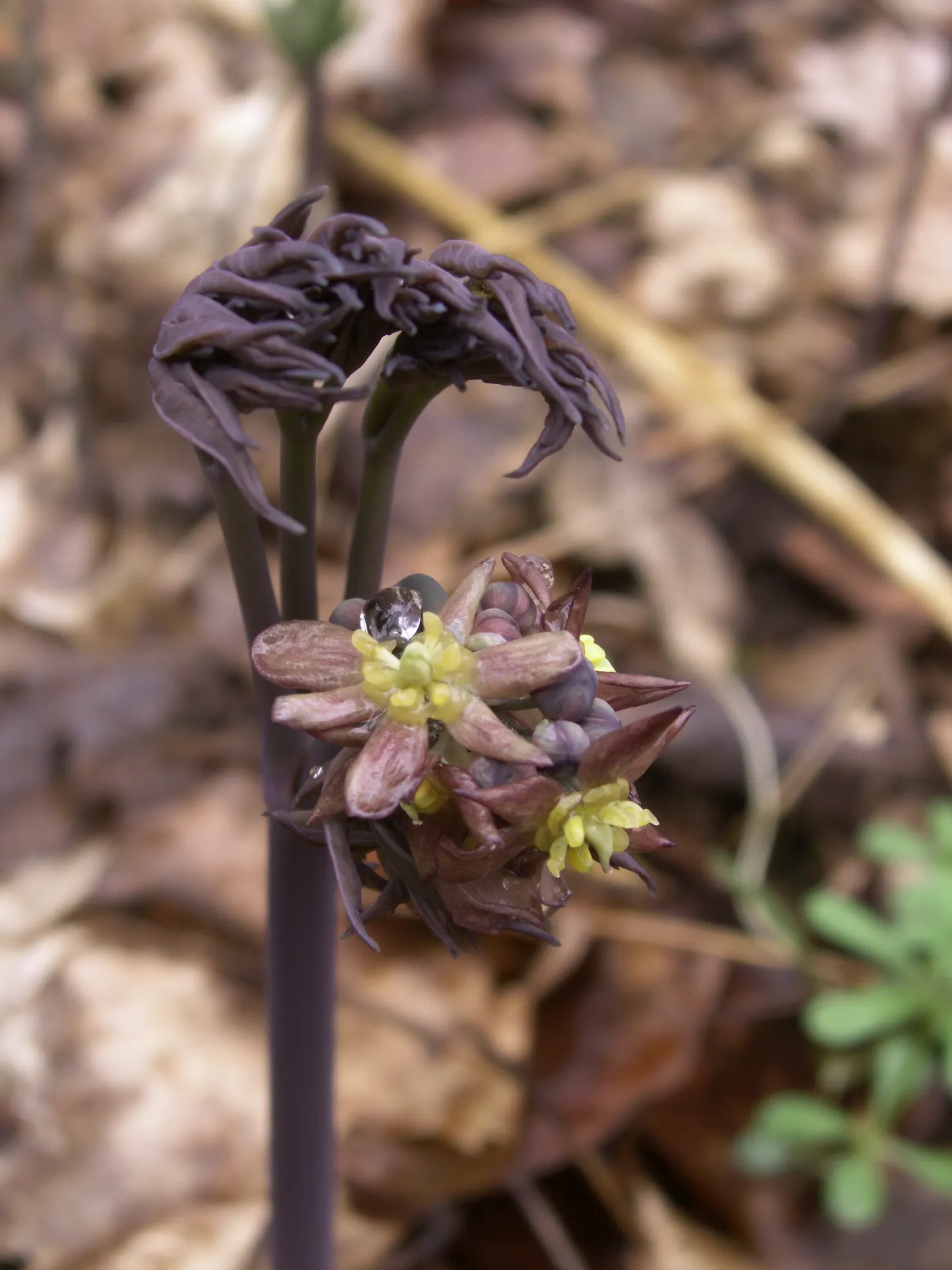Blue Cohosh (Caulophyllum Thalictroides) — lacy blue-green foliage reaching up to 3 feet tall