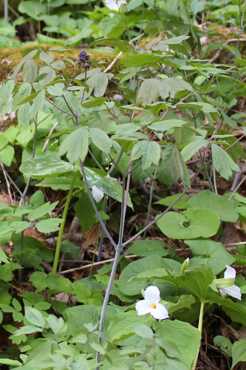 Blue Cohosh (Caulophyllum Thalictroides) — deep blue berries in late summer that stand out against the autumn-hued leaves.<br><br>For optimal, image 63