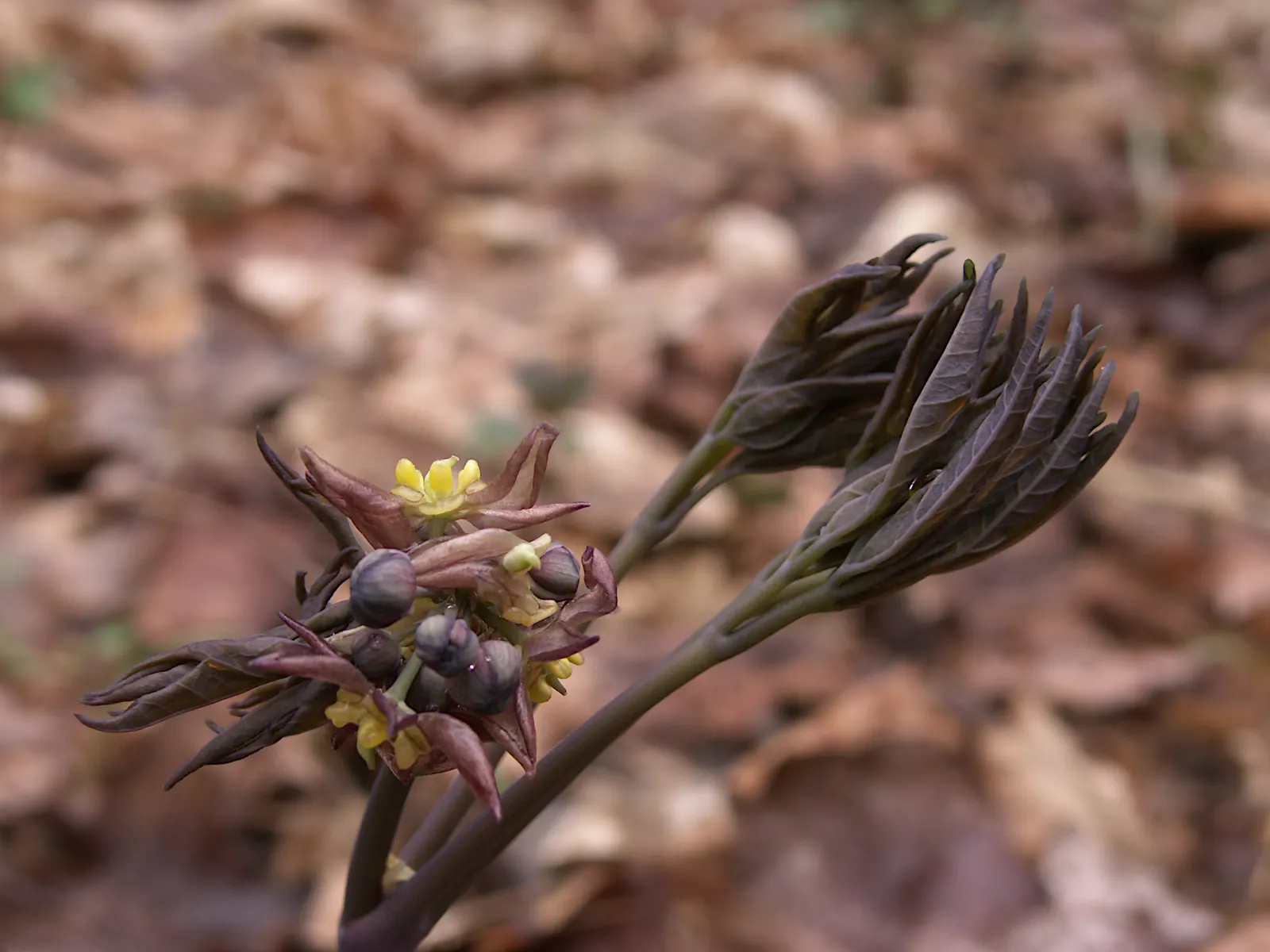 Blue Cohosh (Caulophyllum Thalictroides) — Blue Cohosh should be planted in partial to full shade; embraced by landscape enthusiasts for its blue-green foliage