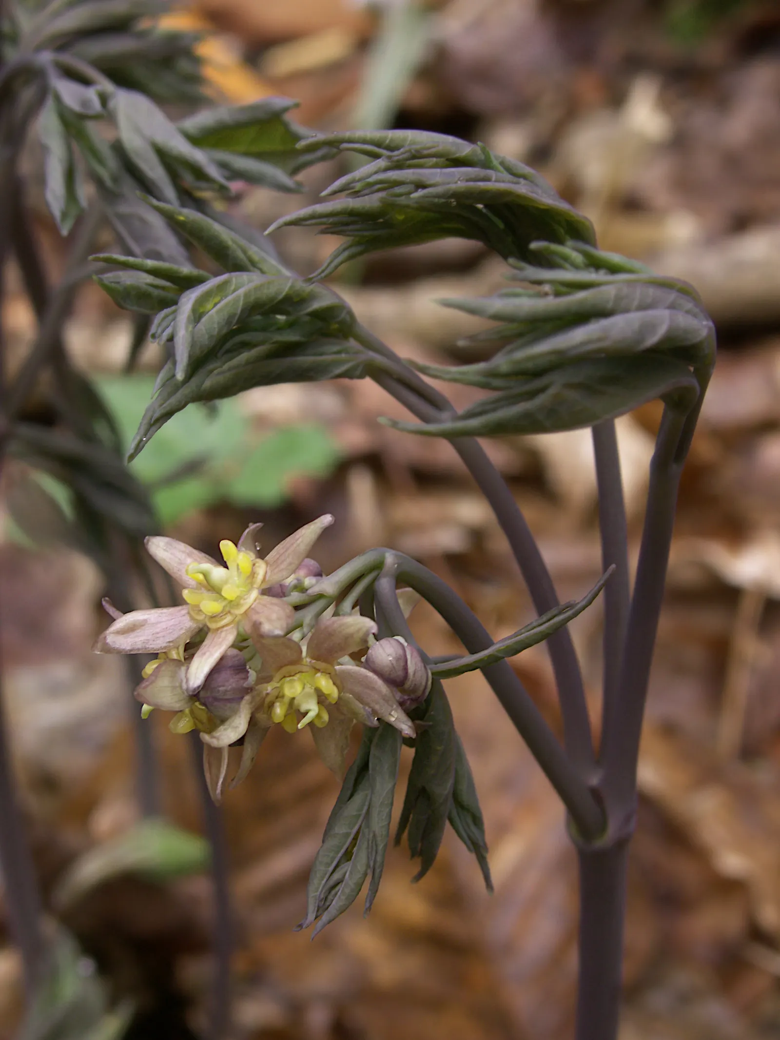 Blue Cohosh (Caulophyllum Thalictroides) — Embraced by landscape enthusiasts for its blue-green foliage and striking seed pods; is a perennial, image 54