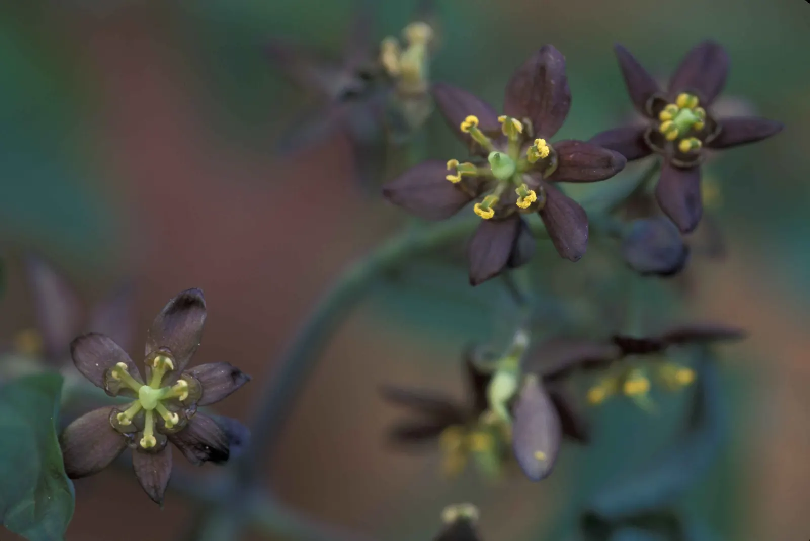 Blue Cohosh (Caulophyllum Thalictroides) — is a perennial woodland plant native to eastern North America