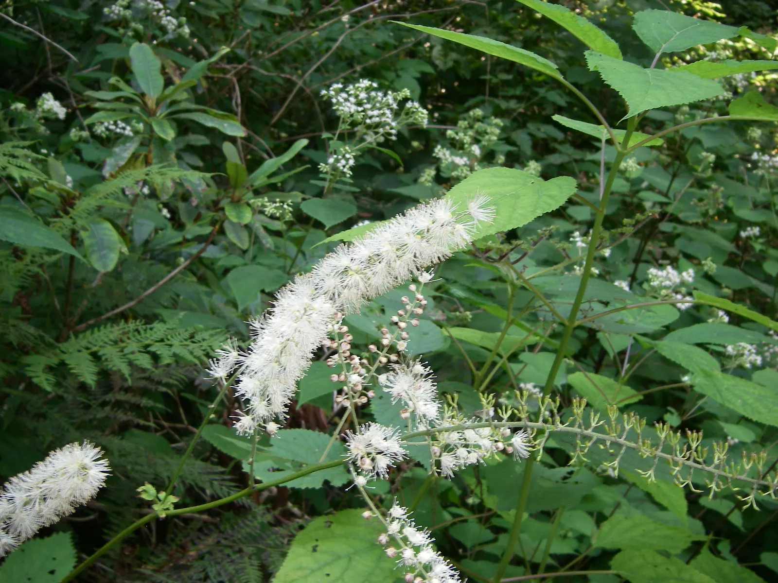 Blue Cohosh (Caulophyllum Thalictroides) — The plant boasts blueberry-like seeds in late summer, adding interest; lacy blue-green foliage reaching up to 3 feet