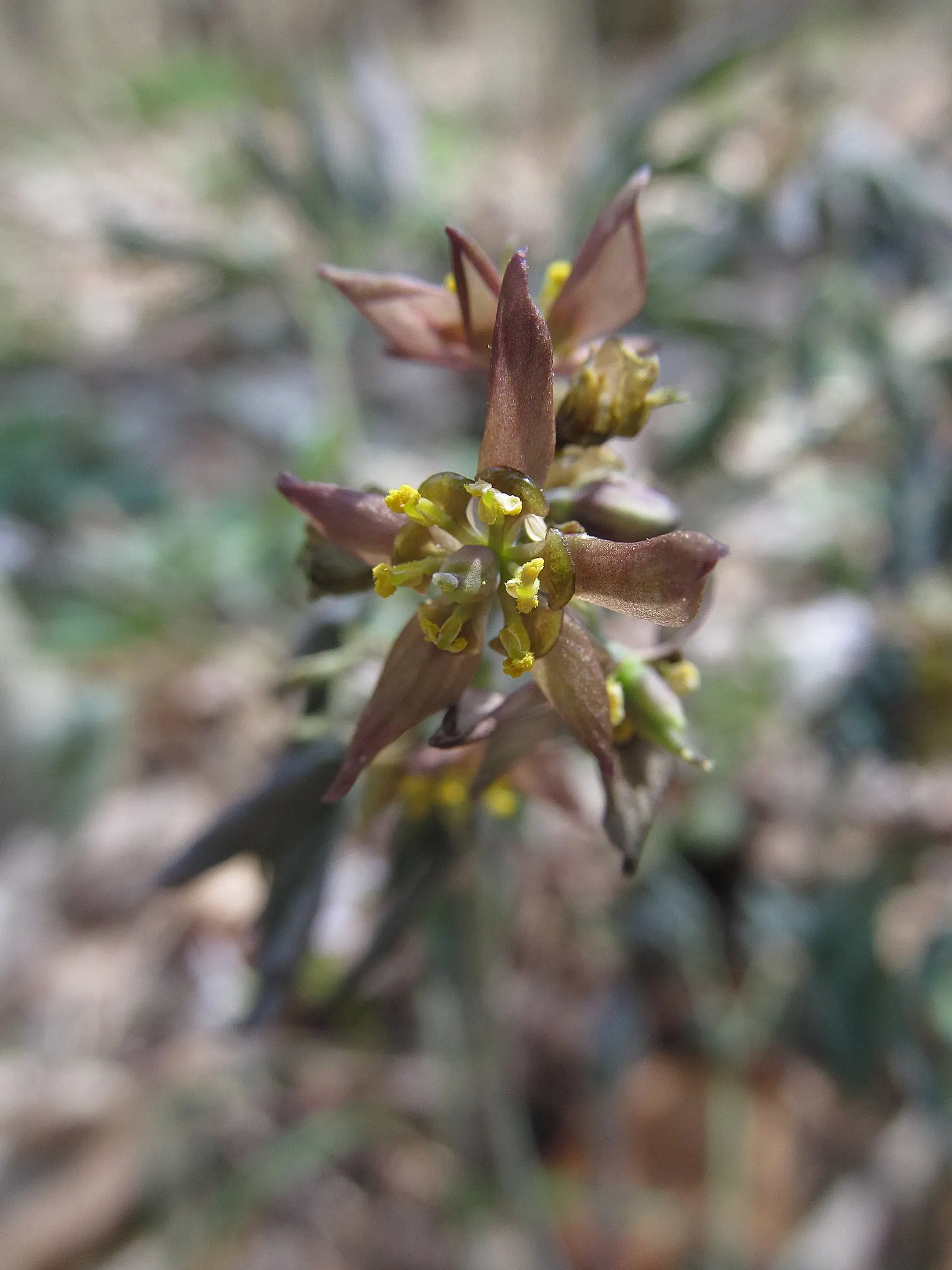 Blue Cohosh (Caulophyllum Thalictroides) — emerging with a purplish tint in spring and maturing to blue-green as the season progresses; it requires rich, moist