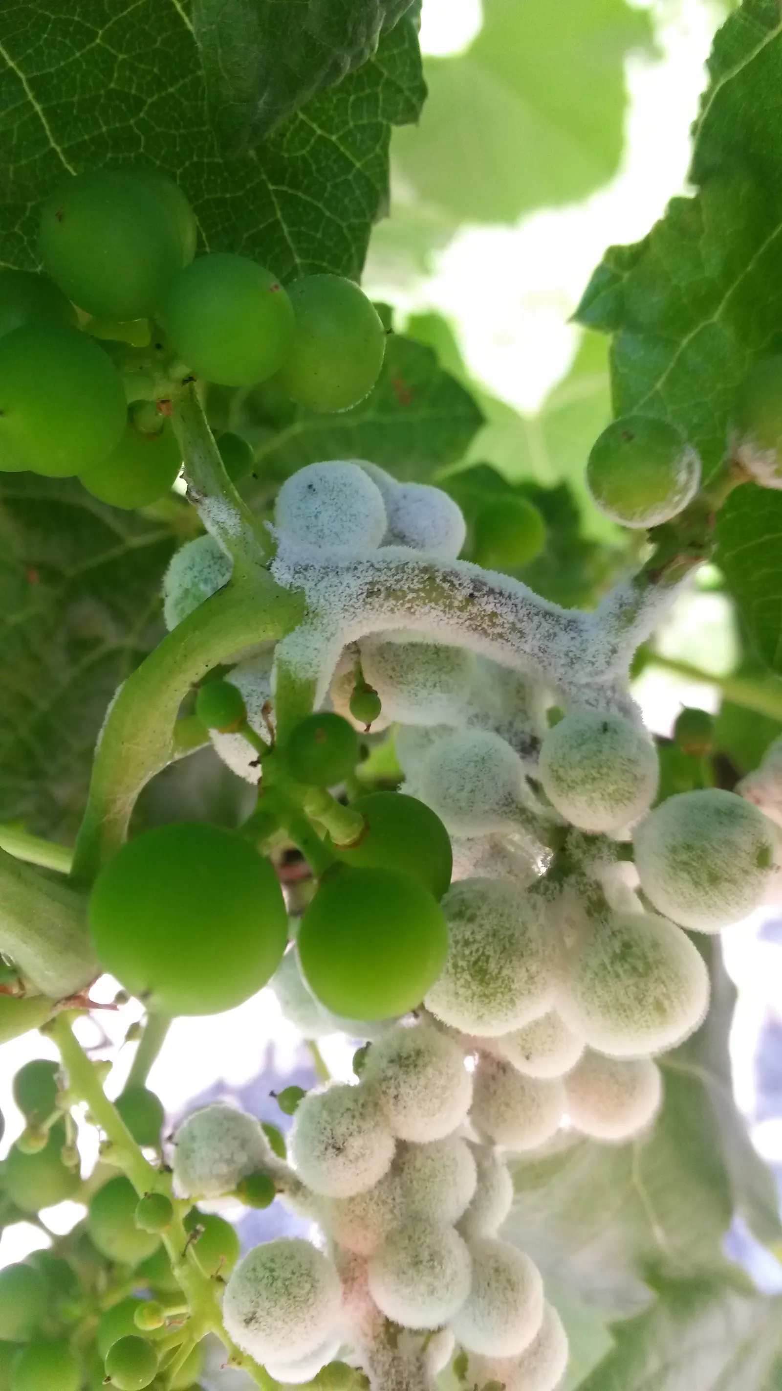 Fox Grape, Northern Fox Grape (Vitis Labrusca) — the Vitis labrusca has a vigorous growth habit and will need a sturdy support structure