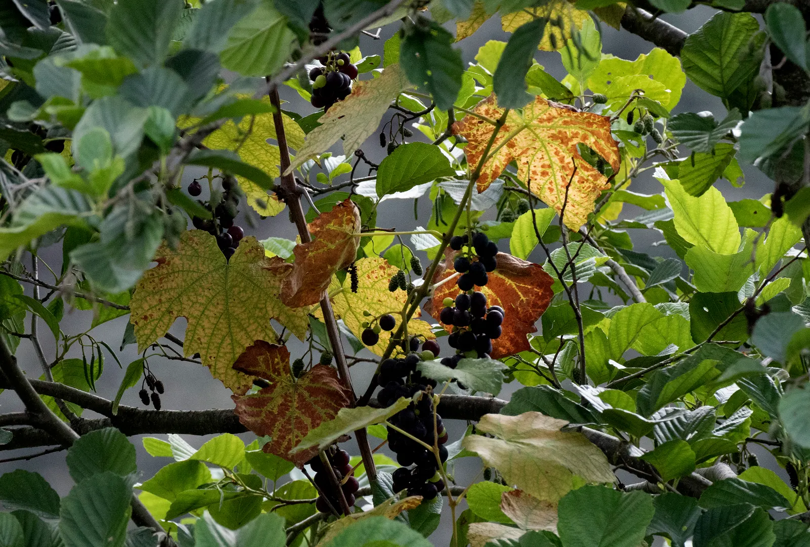 Fox Grape, Northern Fox Grape (Vitis Labrusca) — This deciduous climber is well-known for its hardiness