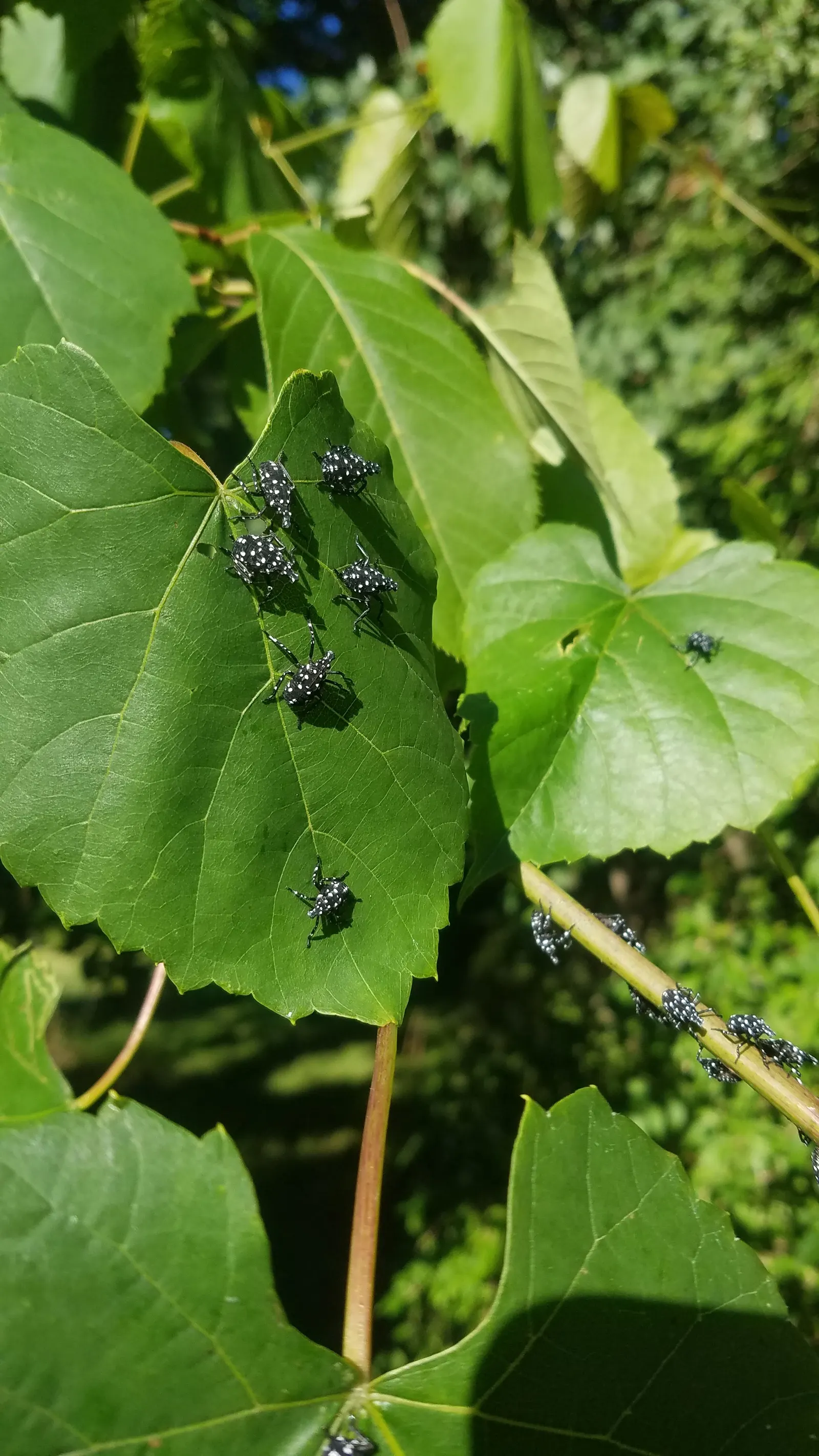 Fox Grape, Northern Fox Grape (Vitis Labrusca) — This hardy plant thrives in USDA zones 5-8, preferring full sun and well-drained soil