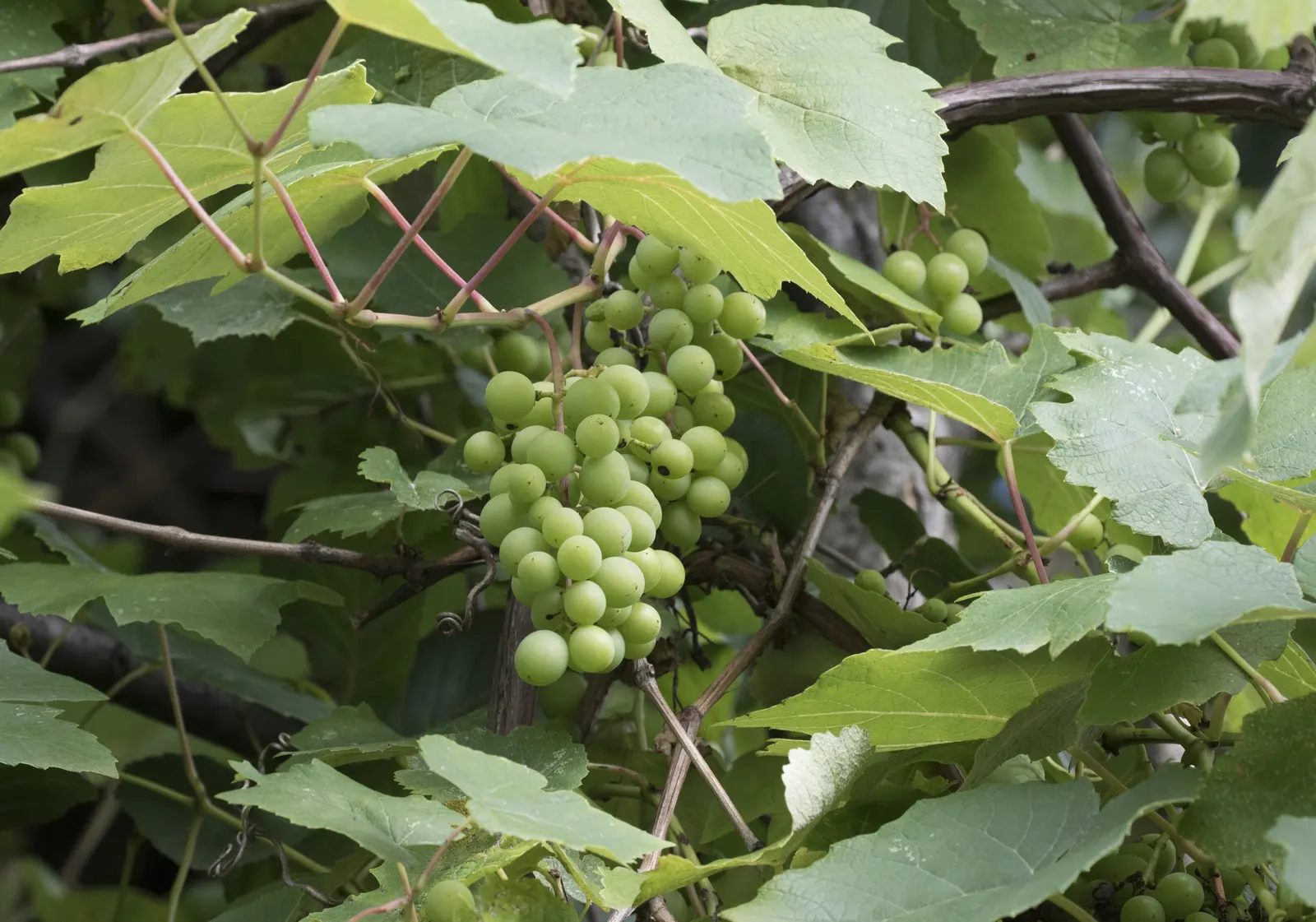 Fox Grape, Northern Fox Grape (Vitis Labrusca) — and wines.<br><br>The Vitis labrusca prefers full sun exposure but can tolerate partial shade