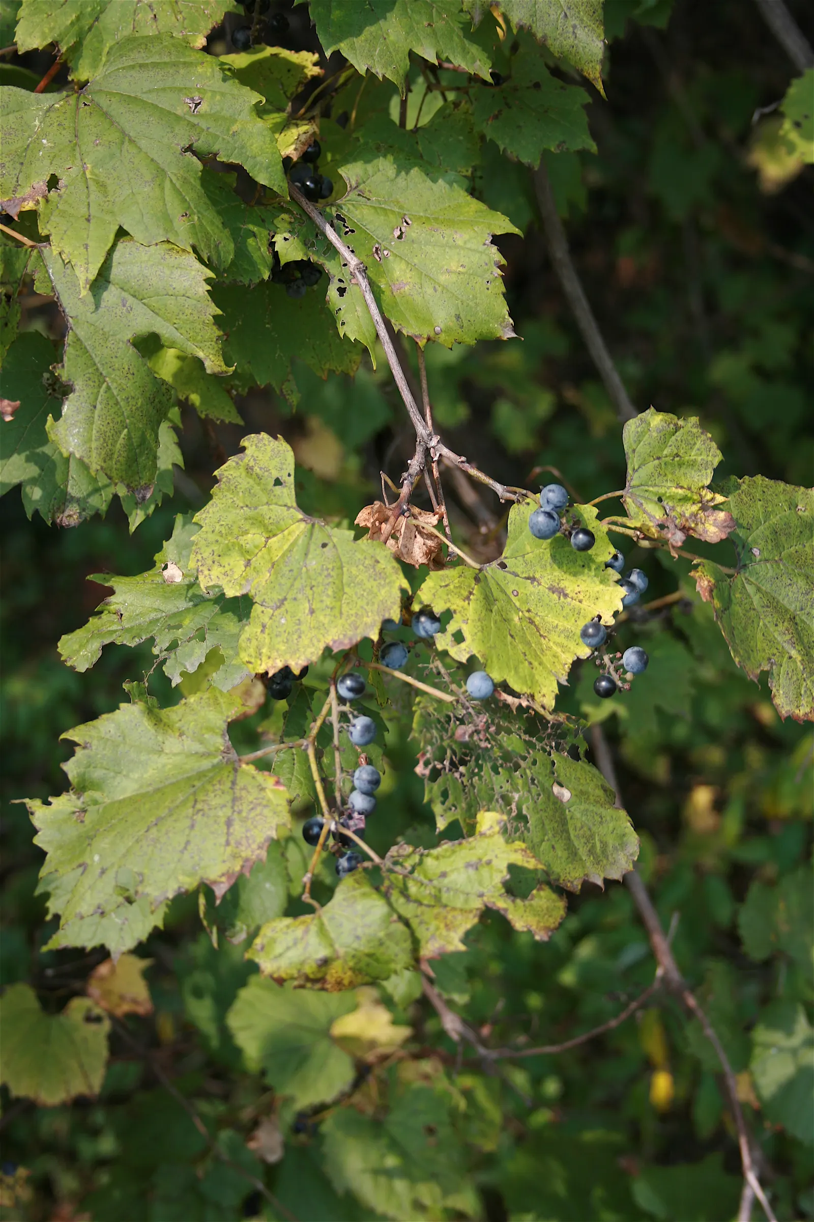 Fox Grape, Northern Fox Grape (Vitis Labrusca) — Vitis labrusca, commonly known as Fox Grape, is a vigorous deciduous vine native to eastern North America