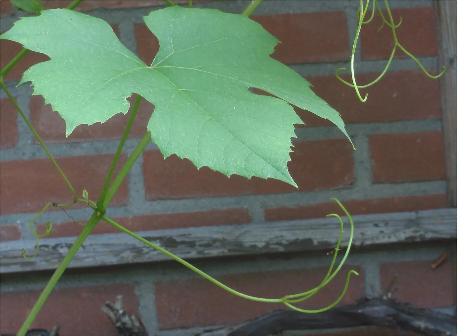 Fox Grape, Northern Fox Grape (Vitis Labrusca) — Its broad, heart-shaped leaves can grow up to 6 inches across and add lush greenery to any garden space