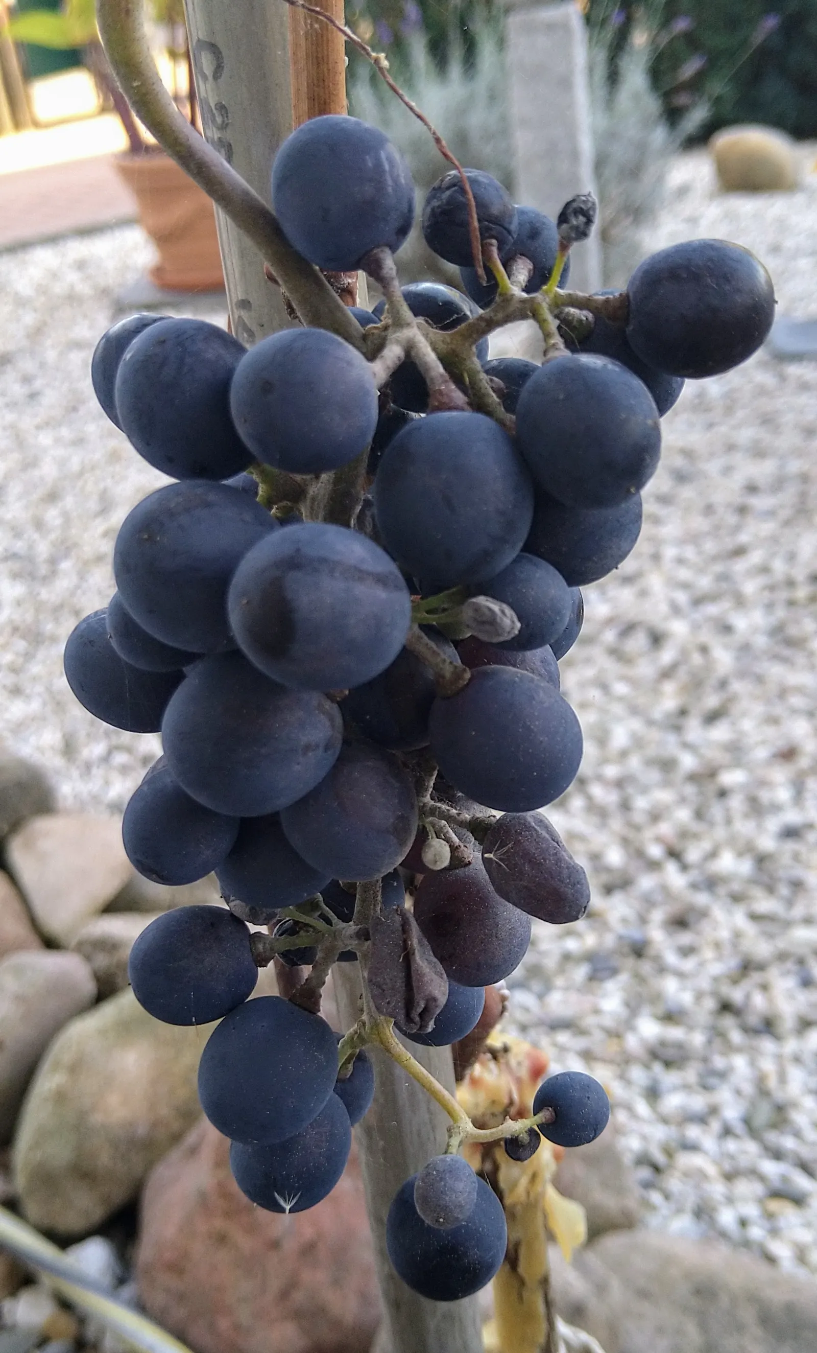 Fox Grape, Northern Fox Grape (Vitis Labrusca) — the Northern Fox Grape produces small greenish-white flowers