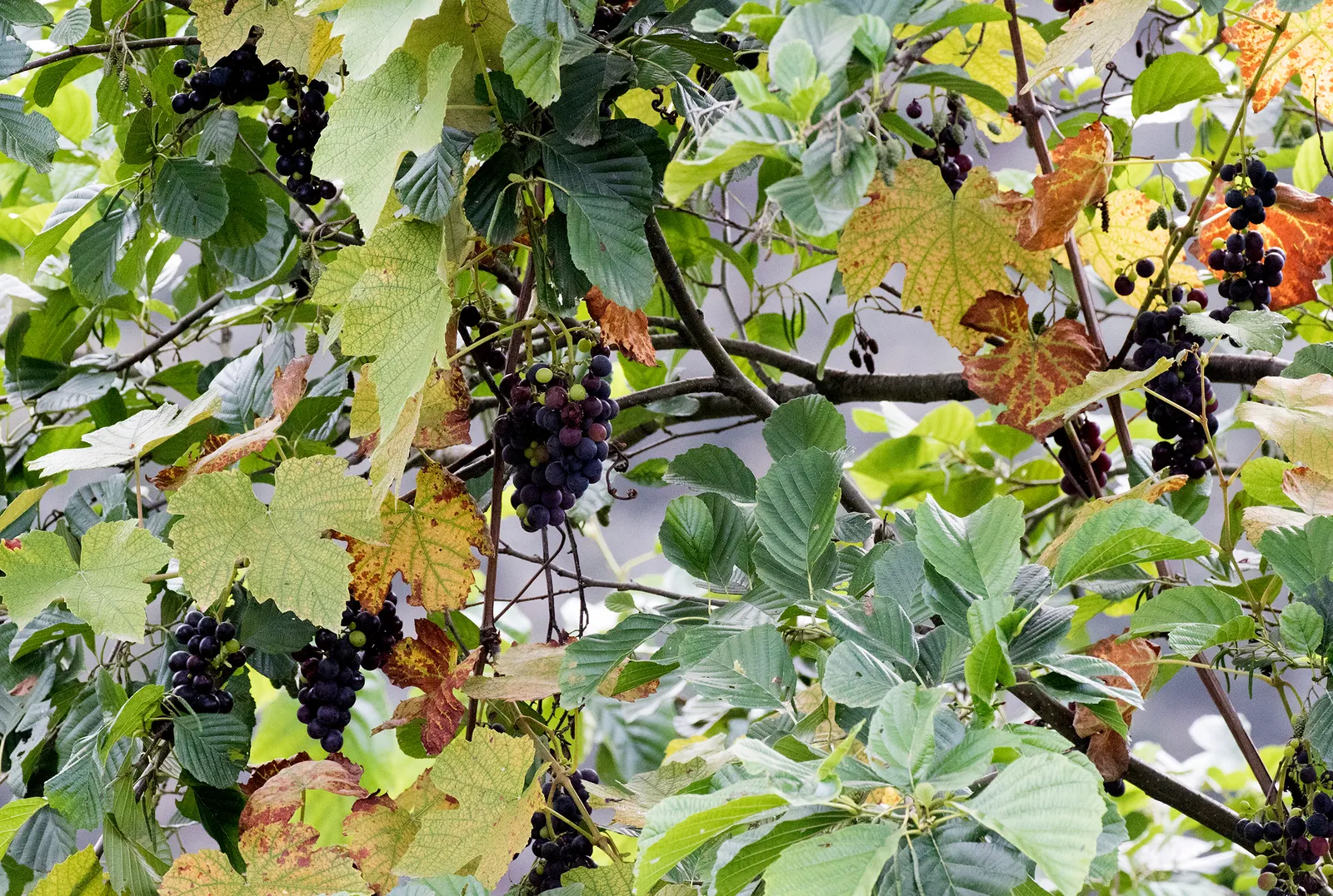 Fox Grape, Northern Fox Grape (Vitis Labrusca) — When mature, it can extend over 50 feet in length, providing robust foliage and delightful summer shade