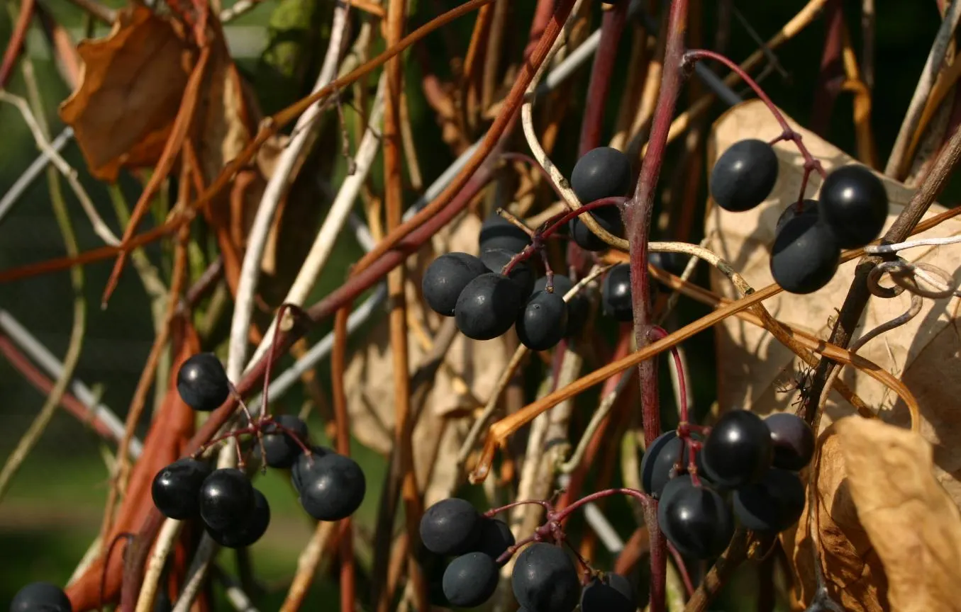 Fox Grape, Northern Fox Grape (Vitis Labrusca) — purple-black grapes that reach up to 1 inch in diameter