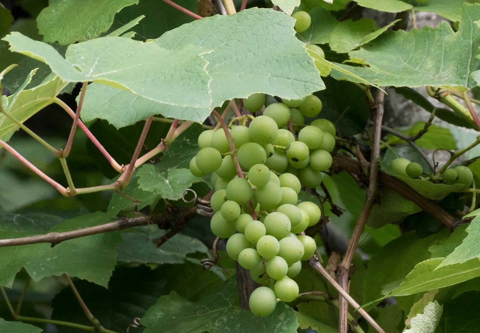 Fox Grape, Northern Fox Grape (Vitis Labrusca) — often used in the production of jellies