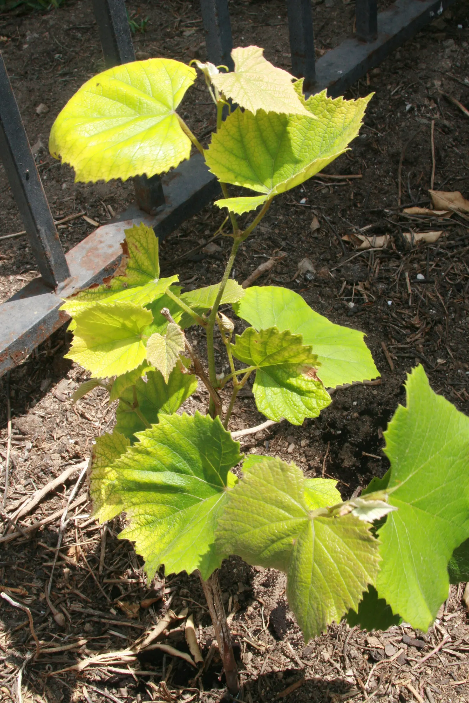 Fox Grape, Northern Fox Grape (Vitis Labrusca) — scientifically known as Vitis labrusca