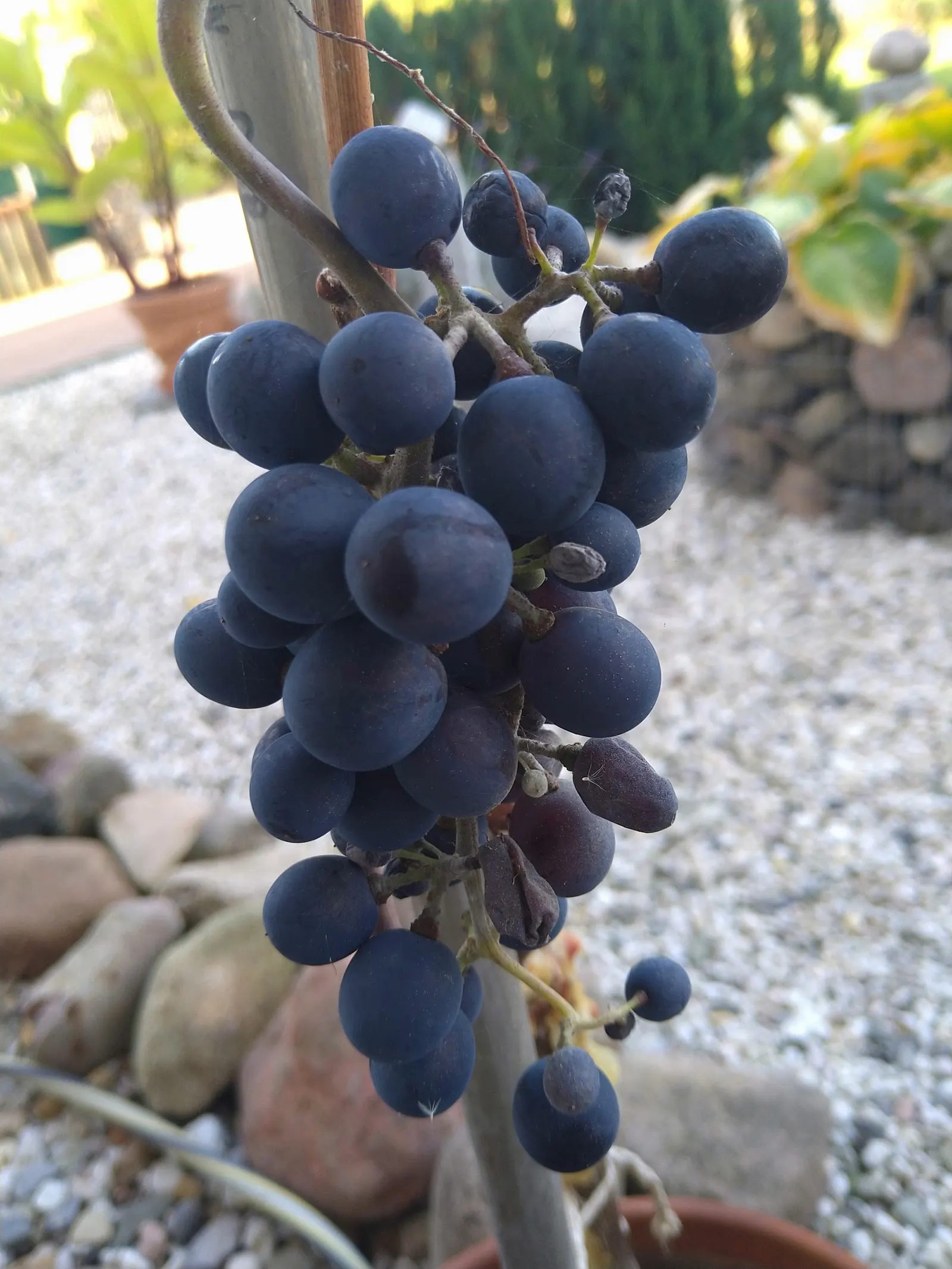 Fox Grape, Northern Fox Grape (Vitis Labrusca) — providing seasonal interest.<br><br>From late spring to early summer