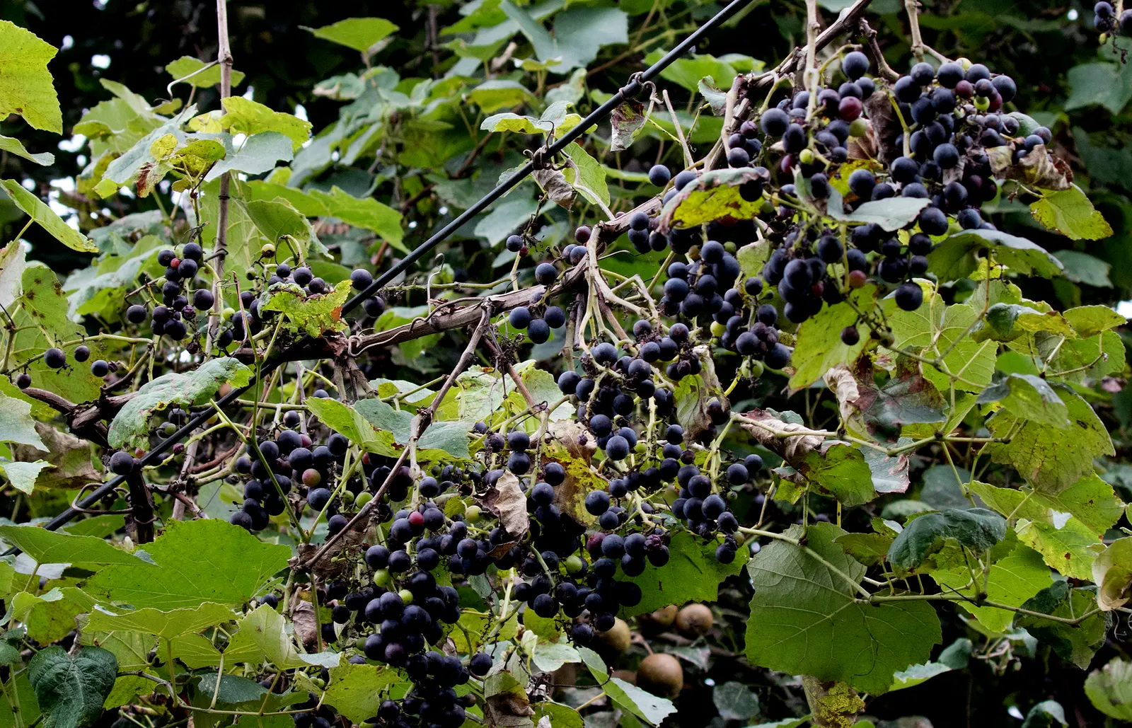 Fox Grape, Northern Fox Grape (Vitis Labrusca) — is a robust and versatile climbing vine that is a native species to Eastern North America