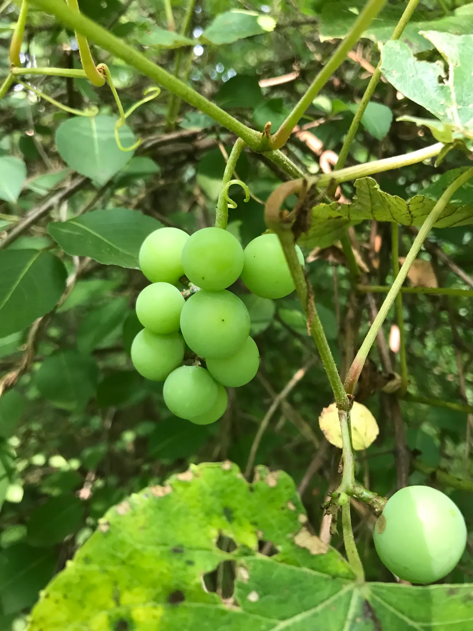 Fox Grape, Northern Fox Grape (Vitis Labrusca) — such as a trellis or fence