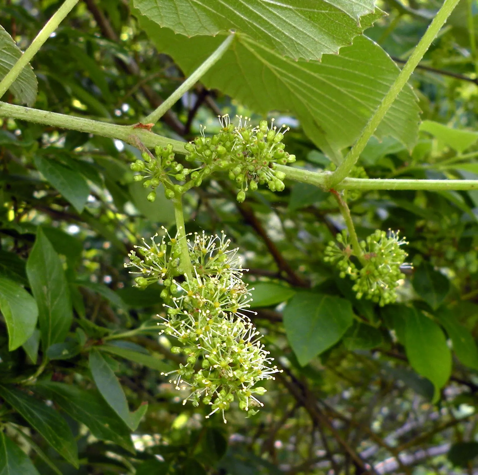 Fox Grape, Northern Fox Grape (Vitis Labrusca) — lobed leaves and clusters of aromatic