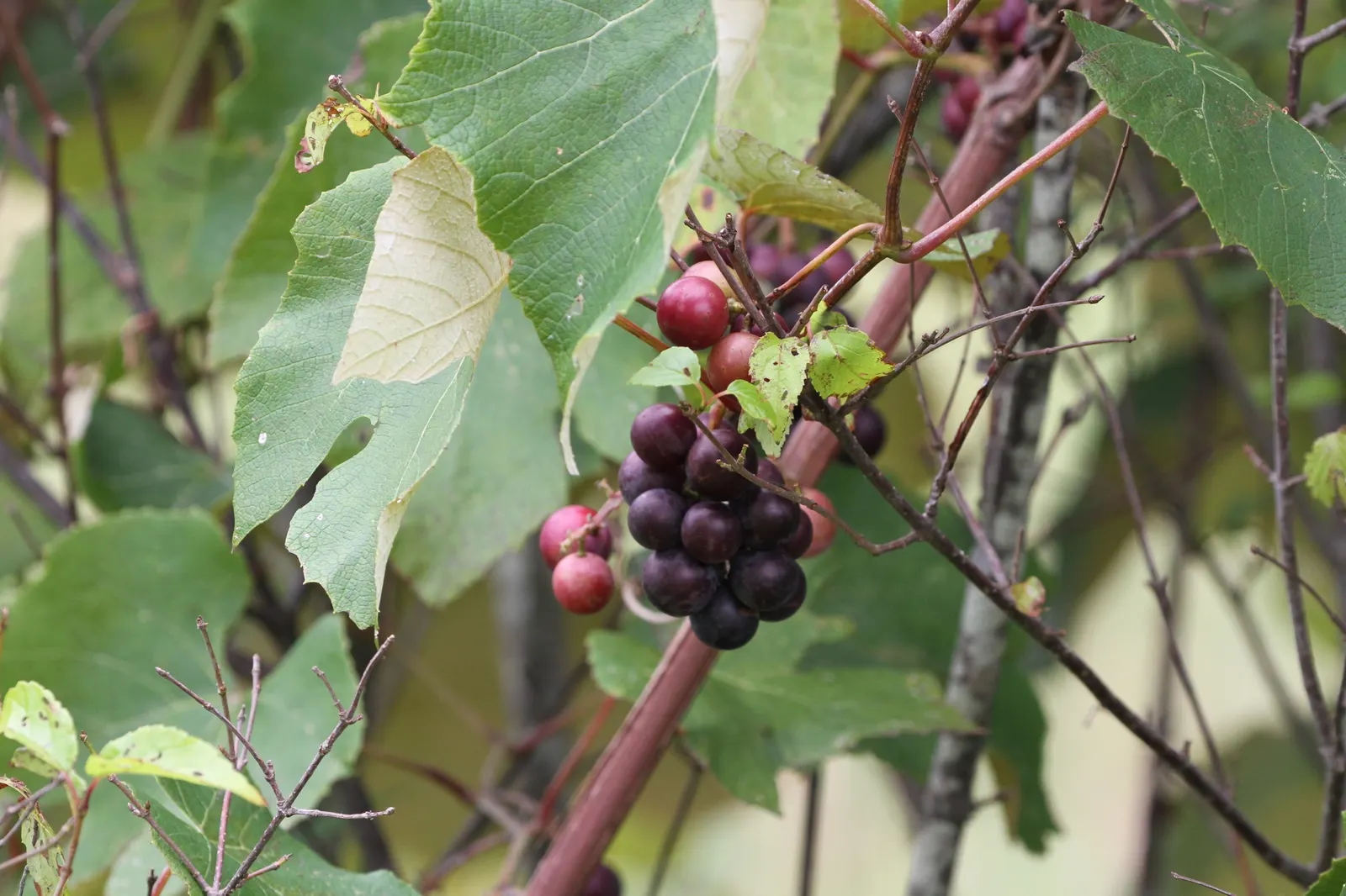 Fox Grape, Northern Fox Grape (Vitis Labrusca) — being able to withstand temperatures as low as -20&deg;F