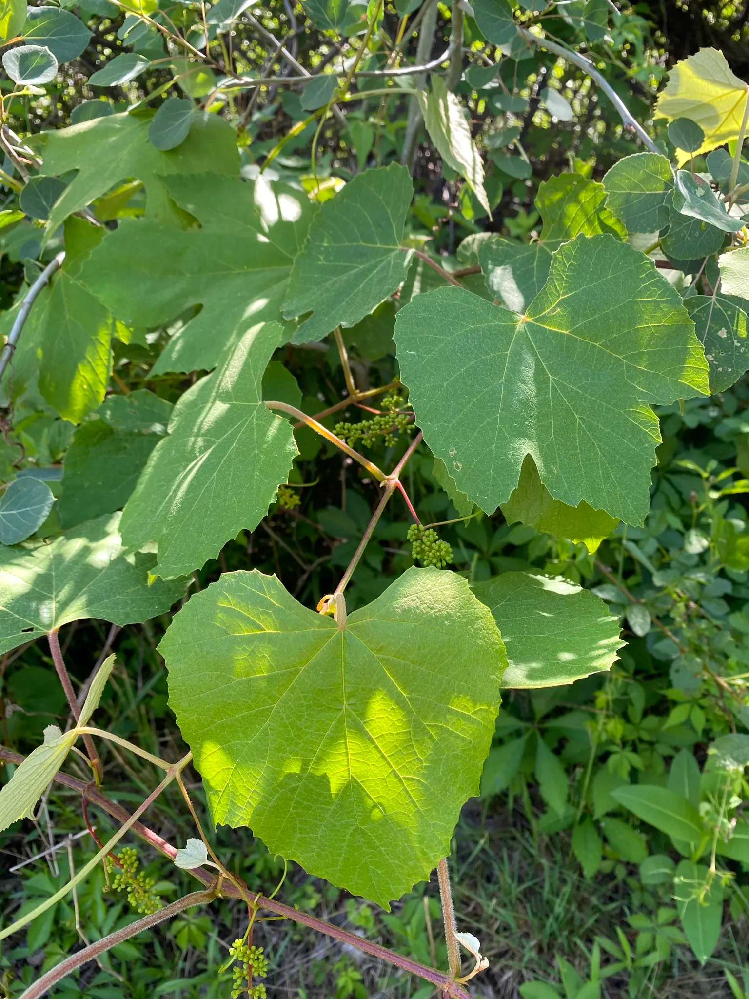 Fox Grape, Northern Fox Grape (Vitis Labrusca) — foliage transitions to an attractive yellow or red hue
