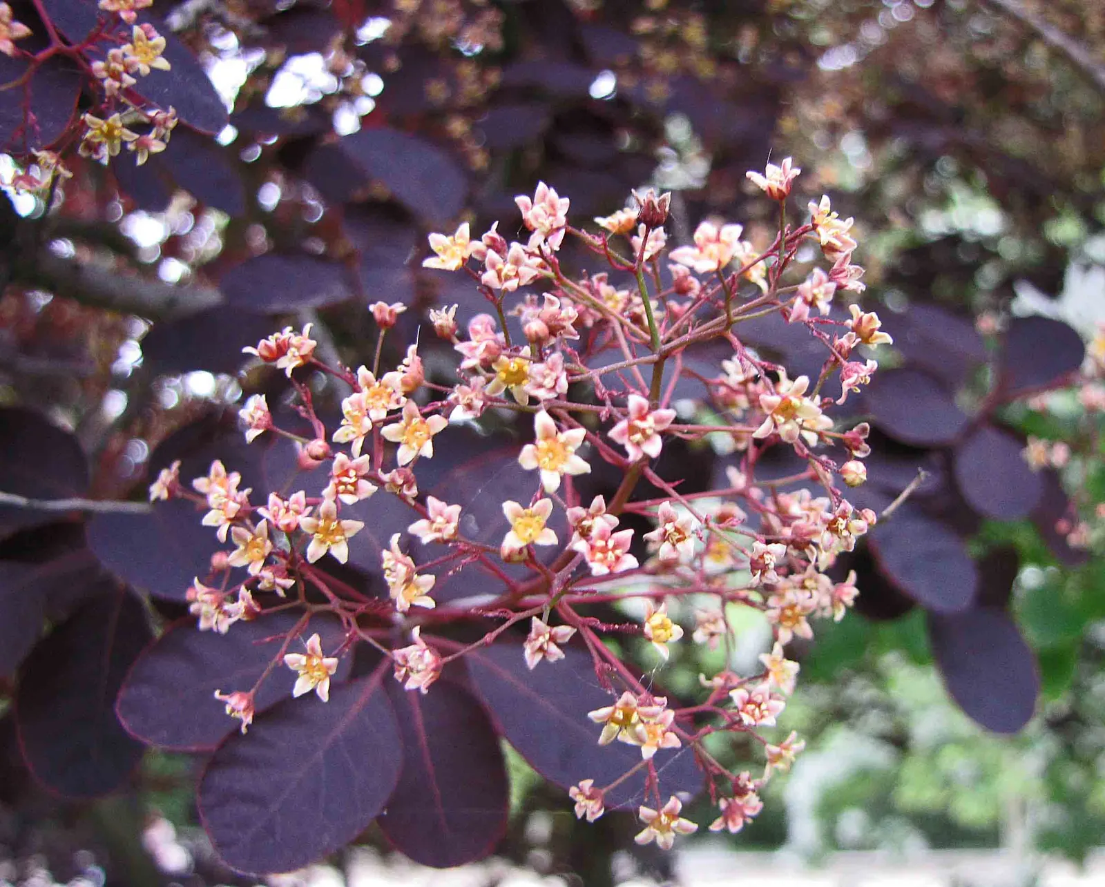 Royal Purple Smoketree (Cotinus Coggygria 'Royal Purple') — complementing both traditional and contemporary garden styles