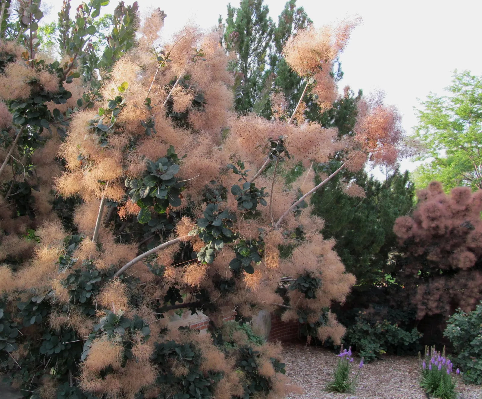 Royal Purple Smoketree (Cotinus Coggygria 'Royal Purple') — the Royal Purple Smoke Tree offers a robust