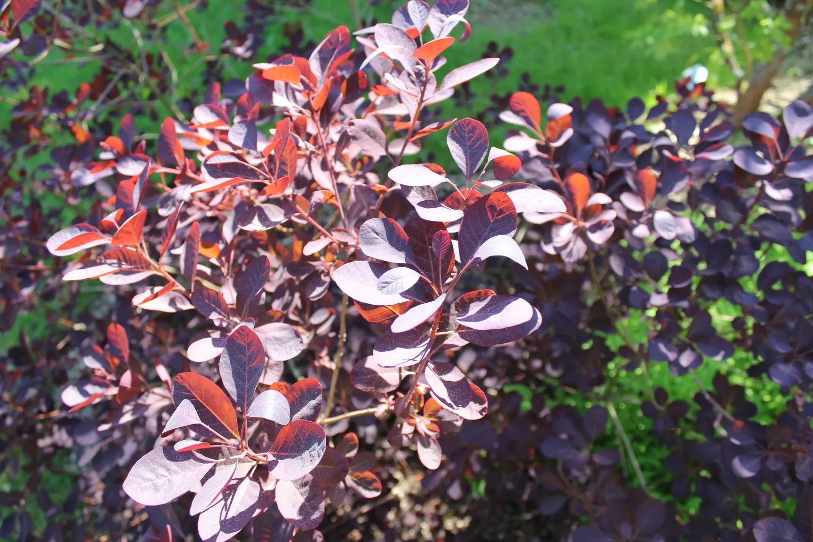 Royal Purple Smoketree (Cotinus Coggygria 'Royal Purple') — making it a striking choice for accent or specimen planting