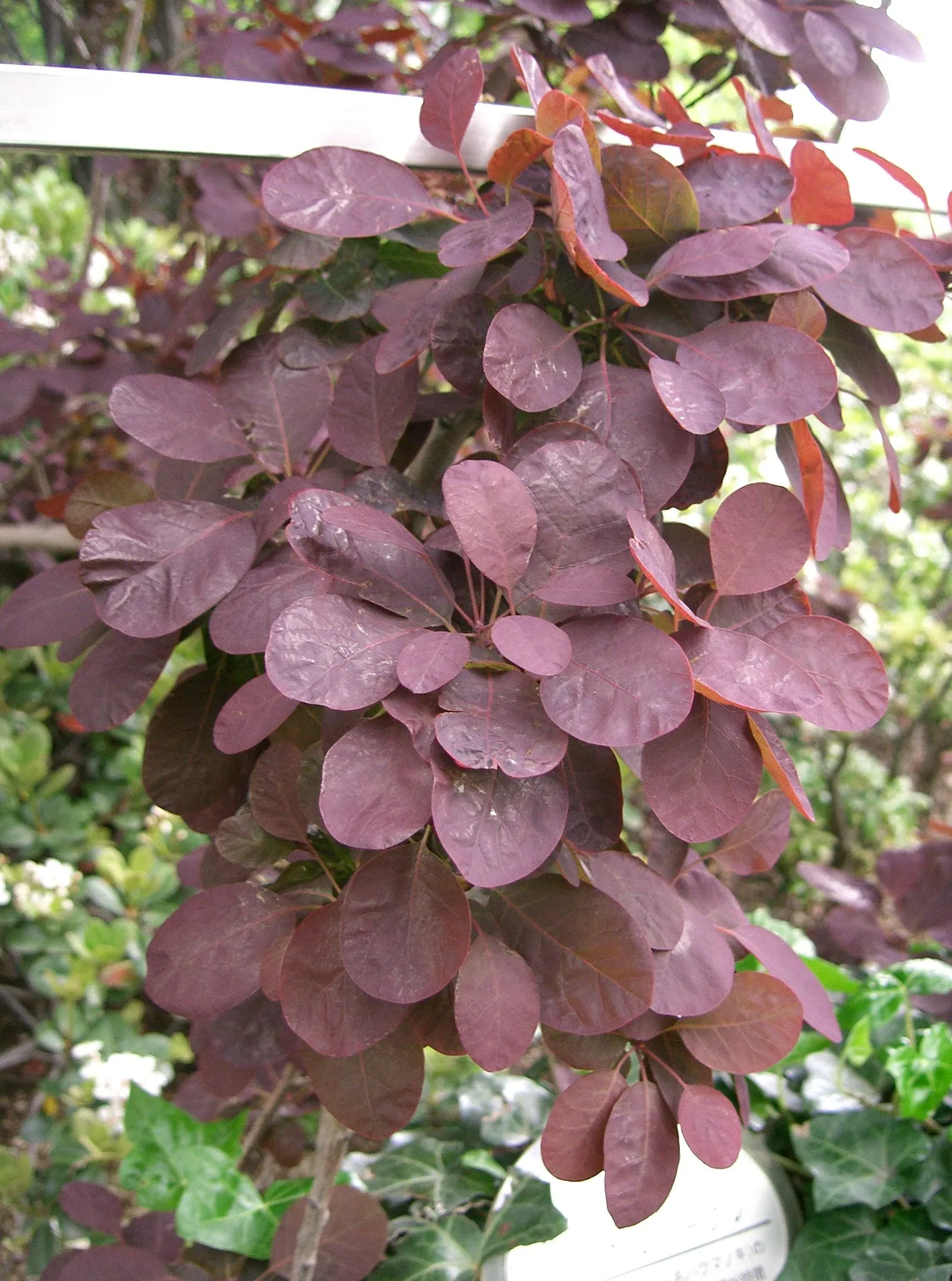 Royal Purple Smoketree (Cotinus Coggygria 'Royal Purple') — which hold tiny clusters of yellowish flowers in the summer