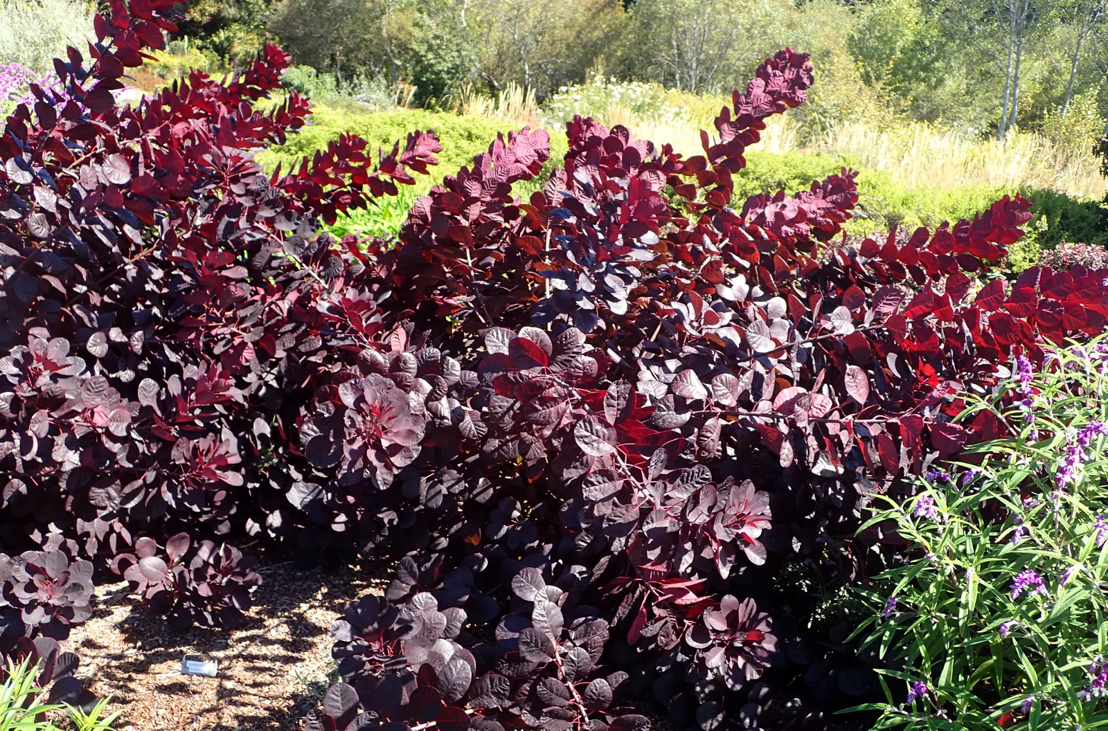 Royal Purple Smoketree (Cotinus Coggygria 'Royal Purple') — In summer, feathery, pinkish-purple smoke-like blooms add drama