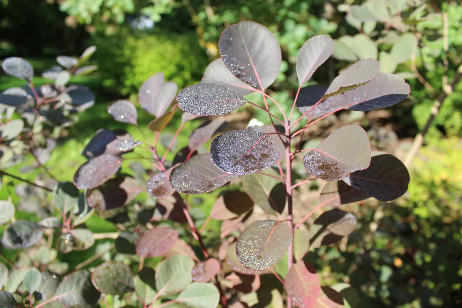 Royal Purple Smoketree (Cotinus Coggygria 'Royal Purple') — The "smoke" refers to the billowy hairs attached to elongated stalks