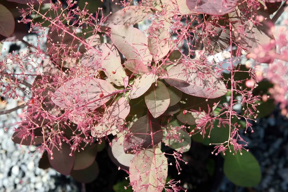 Royal Purple Smoketree (Cotinus Coggygria 'Royal Purple') — shrub / tree with purple blooms