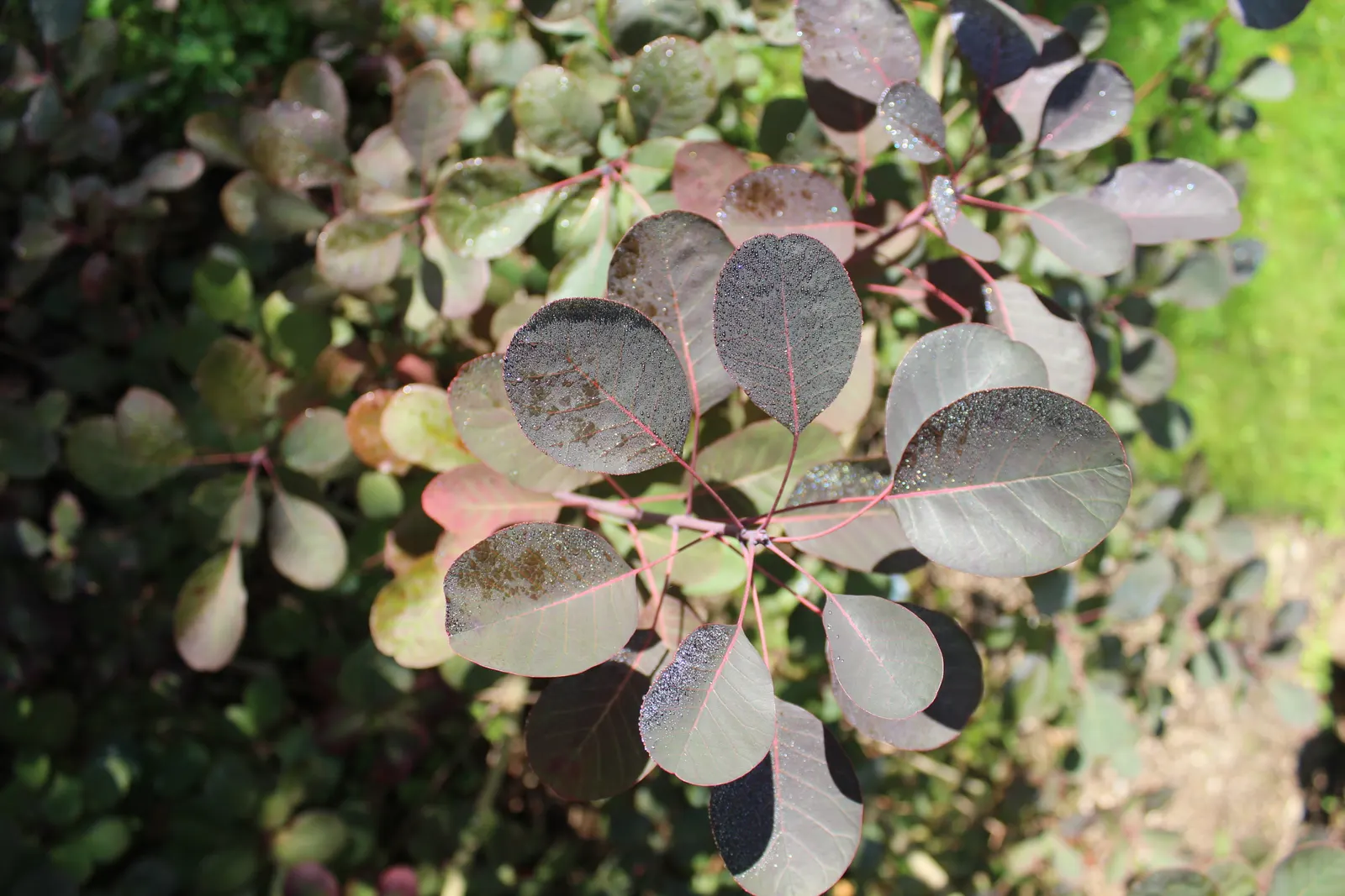 Royal Purple Smoketree (Cotinus Coggygria 'Royal Purple') — This deciduous shrub matures at 10-15ft high and wide