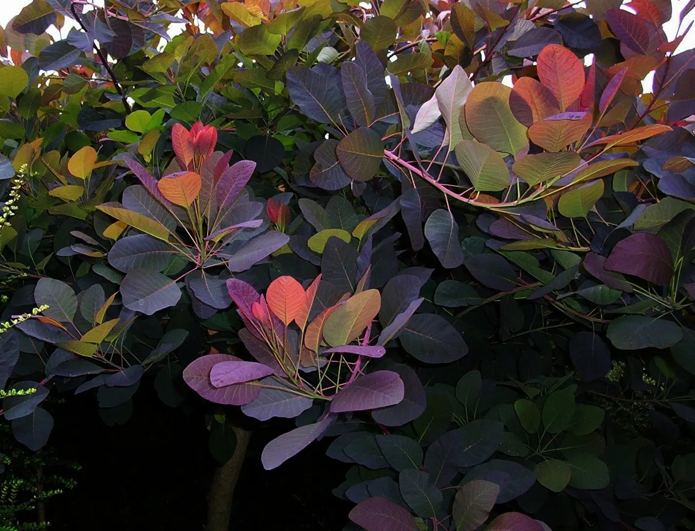 Royal Purple Smoketree (Cotinus Coggygria 'Royal Purple') — giving the ethereal appearance of puffs of smoke
