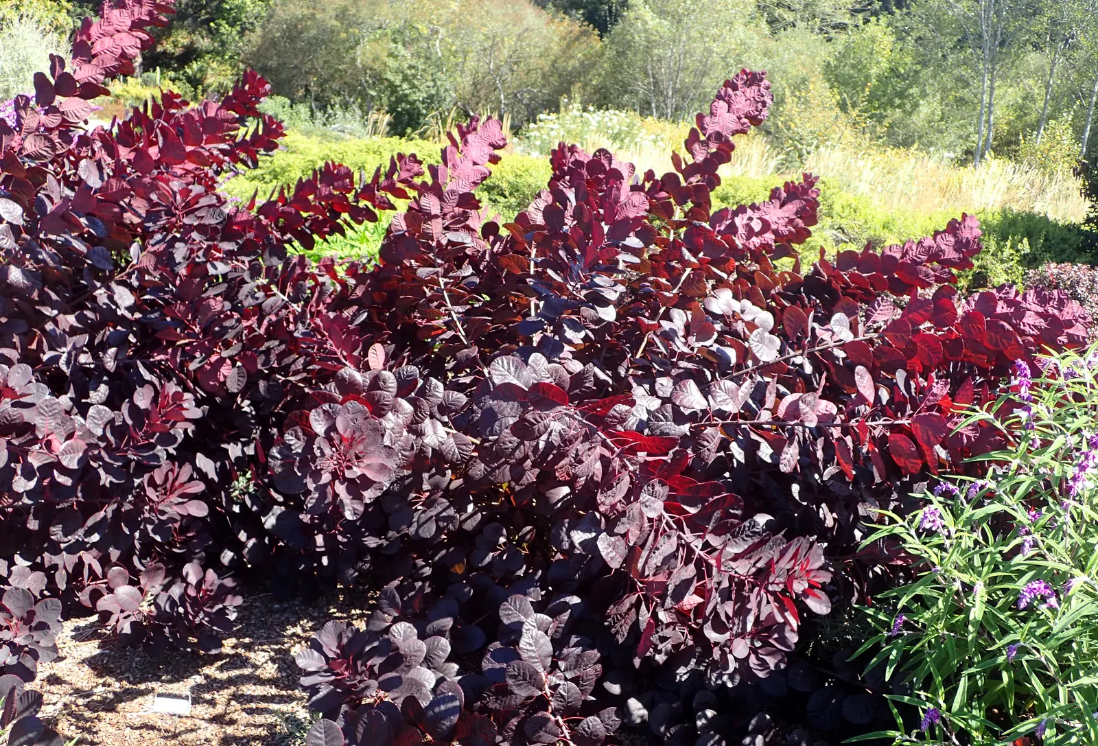 Royal Purple Smoketree (Cotinus Coggygria 'Royal Purple') — With its bold color and texture