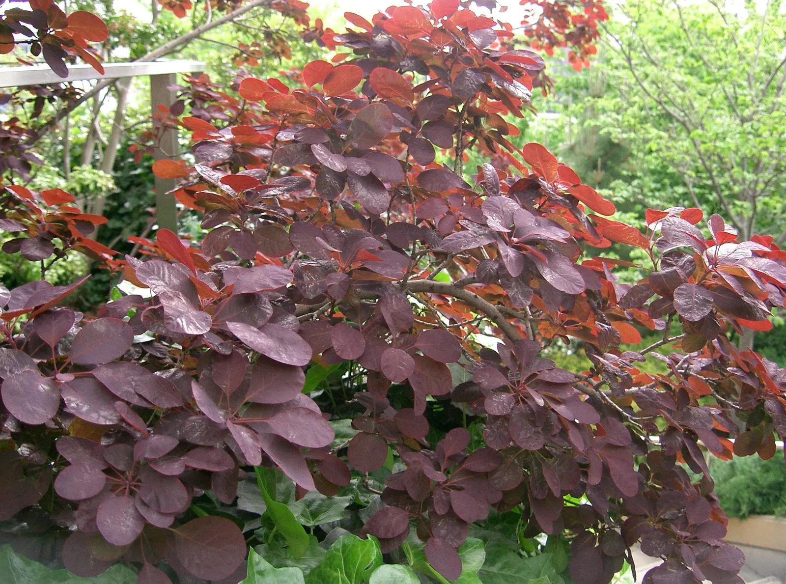 Royal Purple Smoketree (Cotinus Coggygria 'Royal Purple') — commonly referred to as the Royal Purple Smoke Tree; the Cotinus coggygria \'Royal Purple\'
