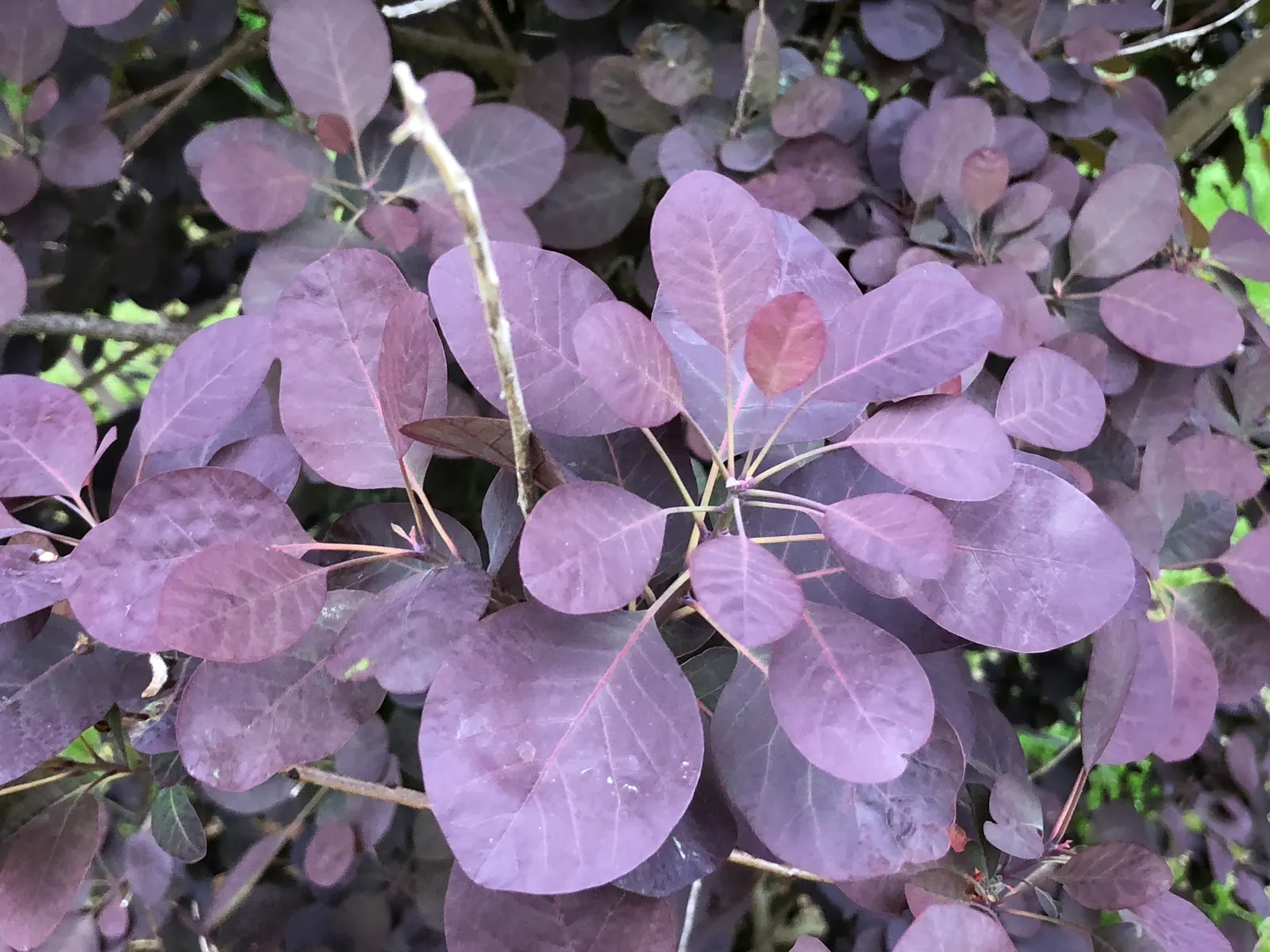 Royal Purple Smoketree (Cotinus Coggygria 'Royal Purple') — maroon-purple leaves that deepen to near-black in sun