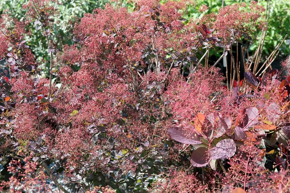 Royal Purple Smoketree (Cotinus Coggygria 'Royal Purple') — In summer, feathery, pinkish-purple smoke-like blooms add drama; as you consider its integration