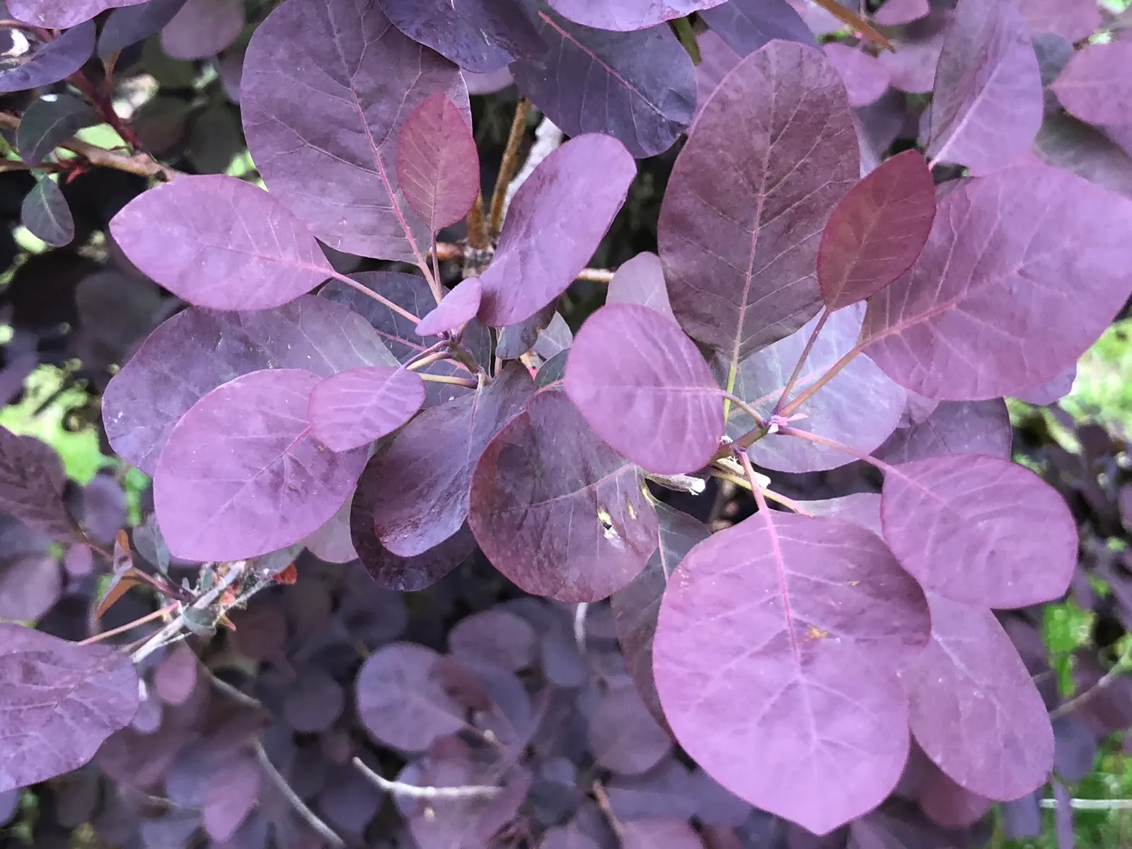 Royal Purple Smoketree (Cotinus Coggygria 'Royal Purple') — As you consider its integration into your landscape design