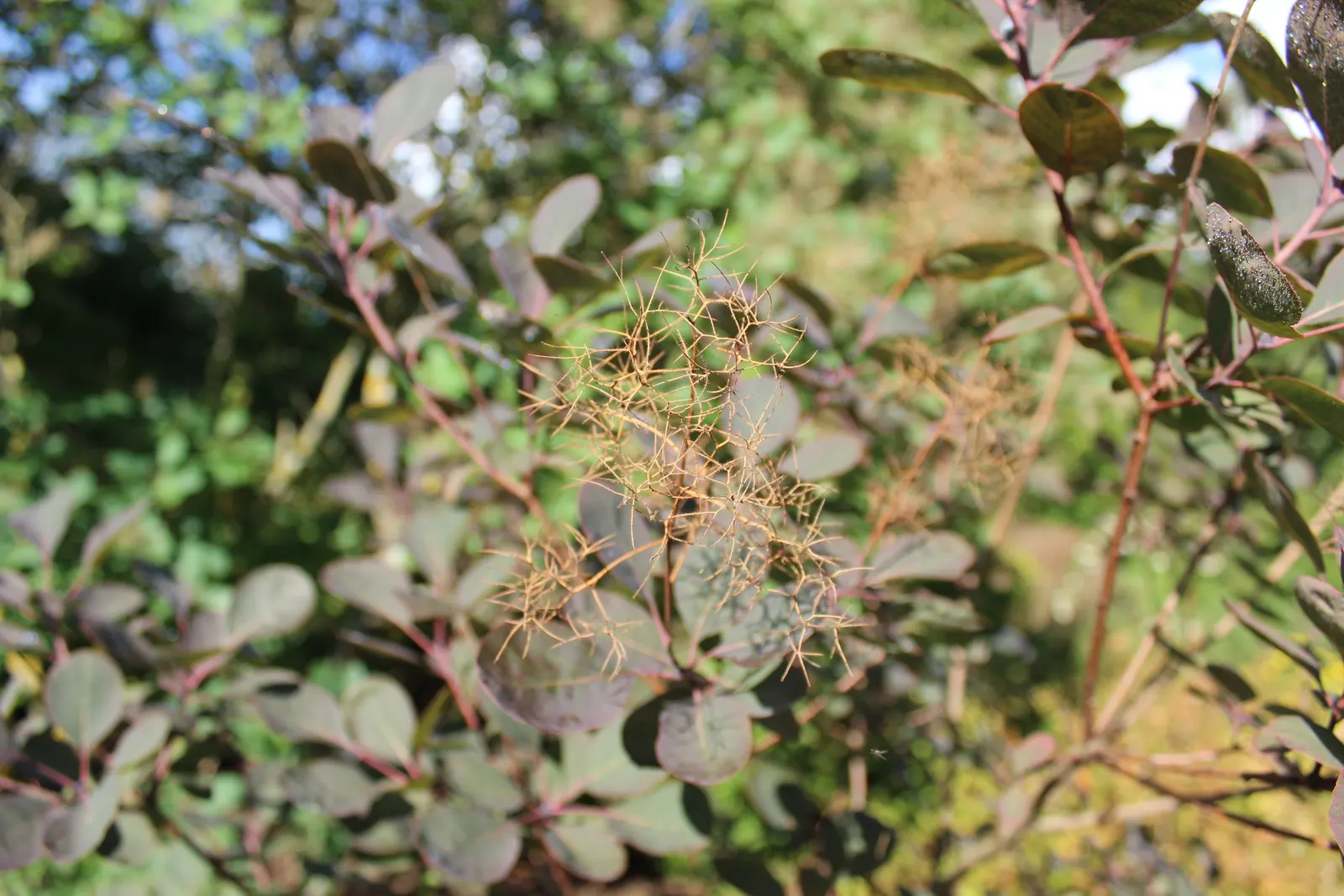 Royal Purple Smoketree (Cotinus Coggygria 'Royal Purple') — Come fall, the leaves can transform into a stunning scarlet, adding yet another layer of seasonal