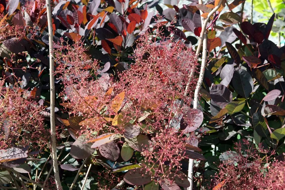 Royal Purple Smoketree (Cotinus Coggygria 'Royal Purple') — the Royal Purple Smoke Tree can contrast beautifully against green foliage
