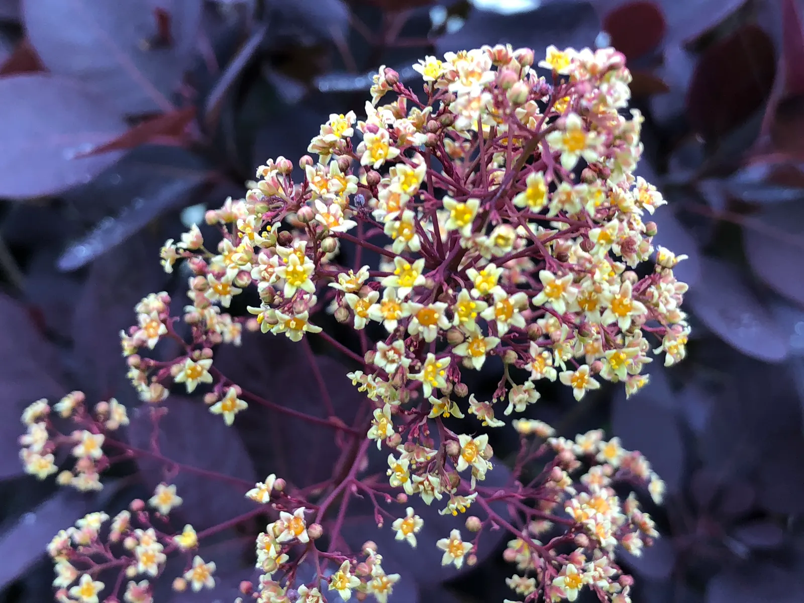 Royal Purple Smoketree (Cotinus Coggygria 'Royal Purple') — it's essential to recognize the visual drama it can bring to a garden.<br><br>This cultivar flaunts
