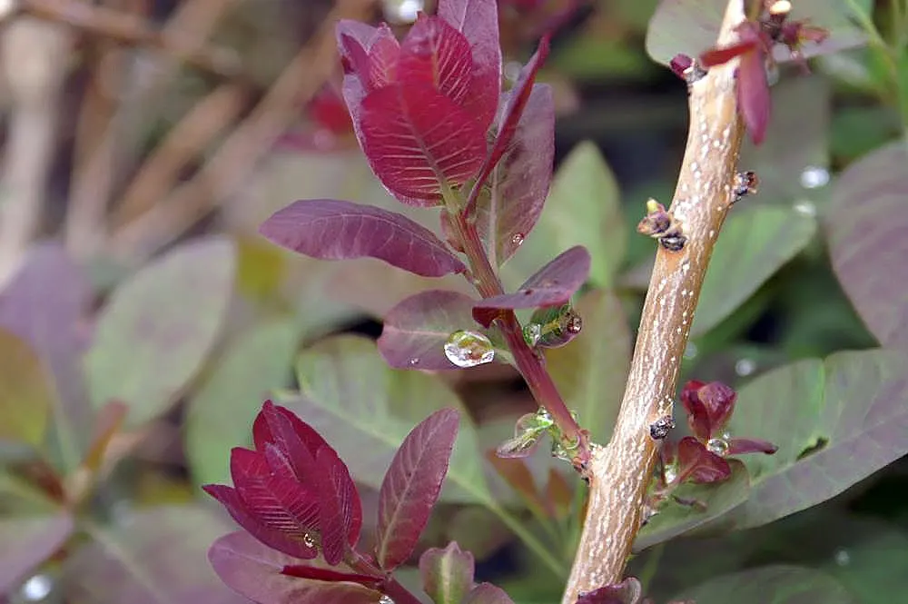Royal Purple Smoketree (Cotinus Coggygria 'Royal Purple') — It\'s adaptable to a range of soil types, as long as they are well-drained